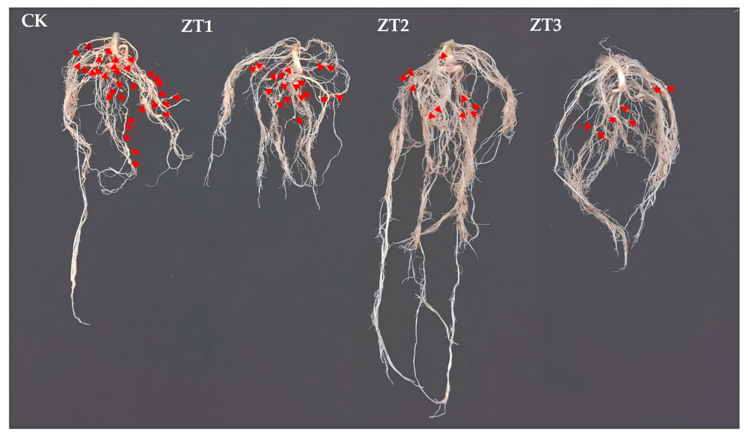 Horticulturae 11 01265 g007