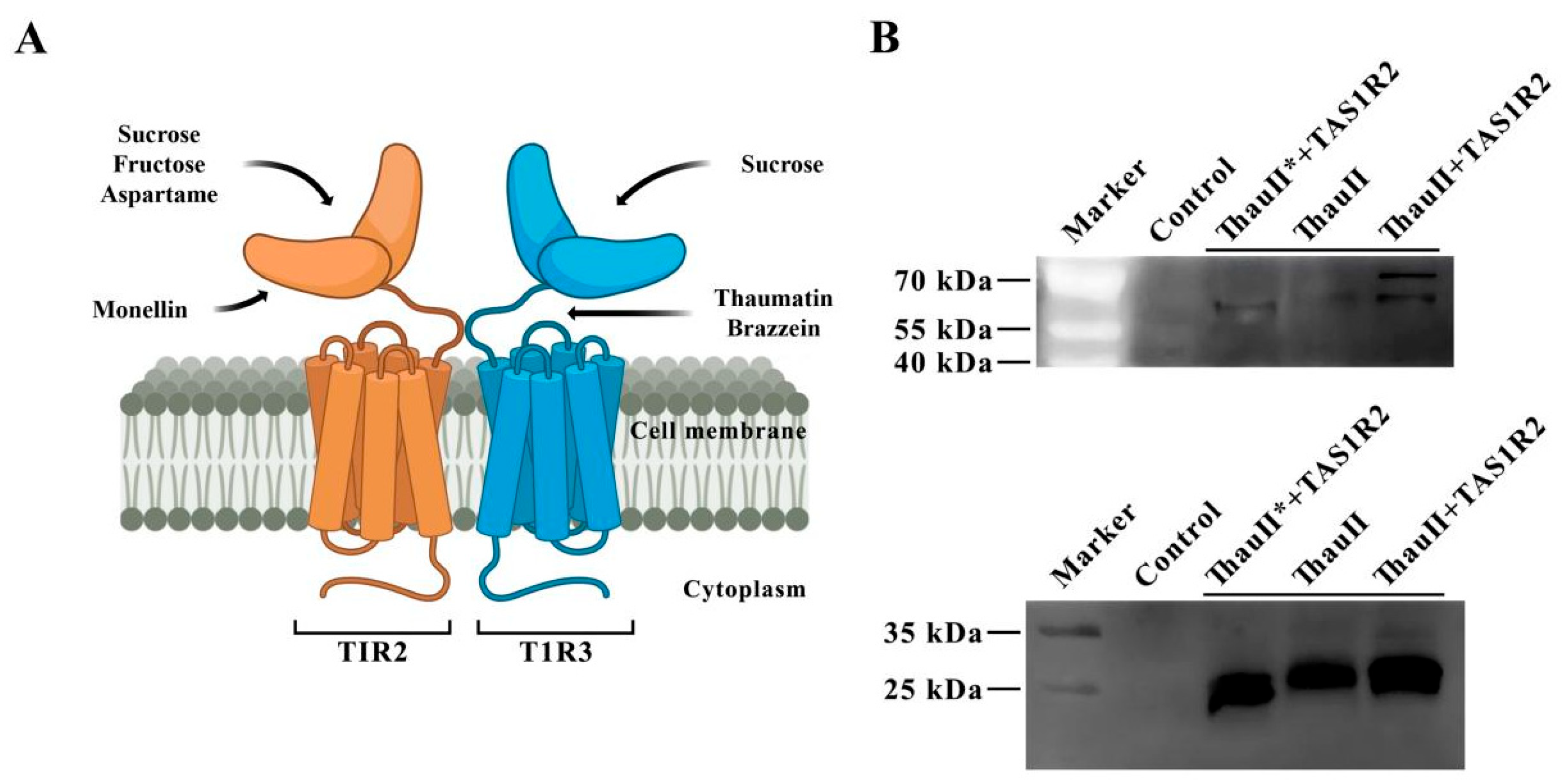 Horticulturae 11 01284 g006 Horticulturae 11 01284 g006