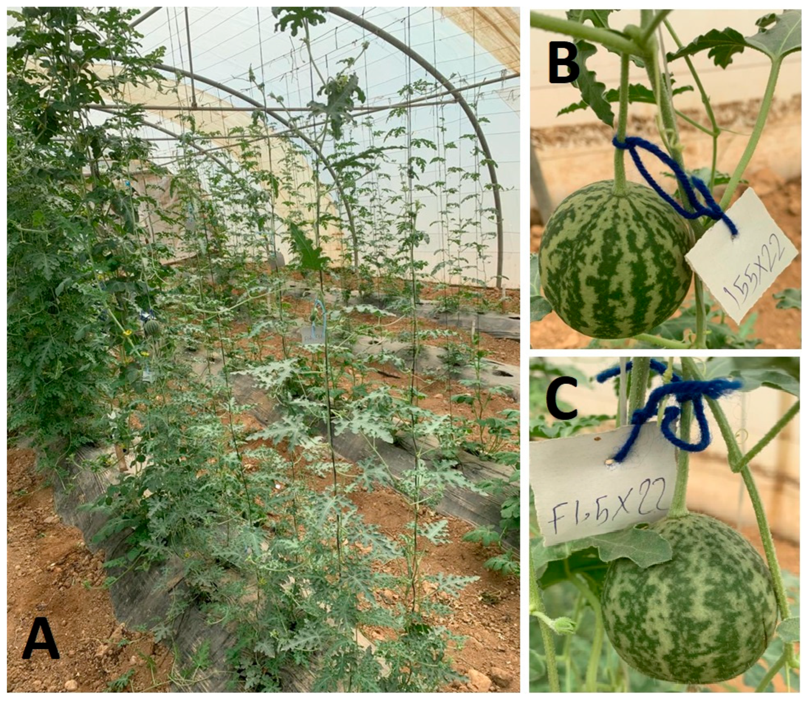 Horticulturae 11 01304 g002