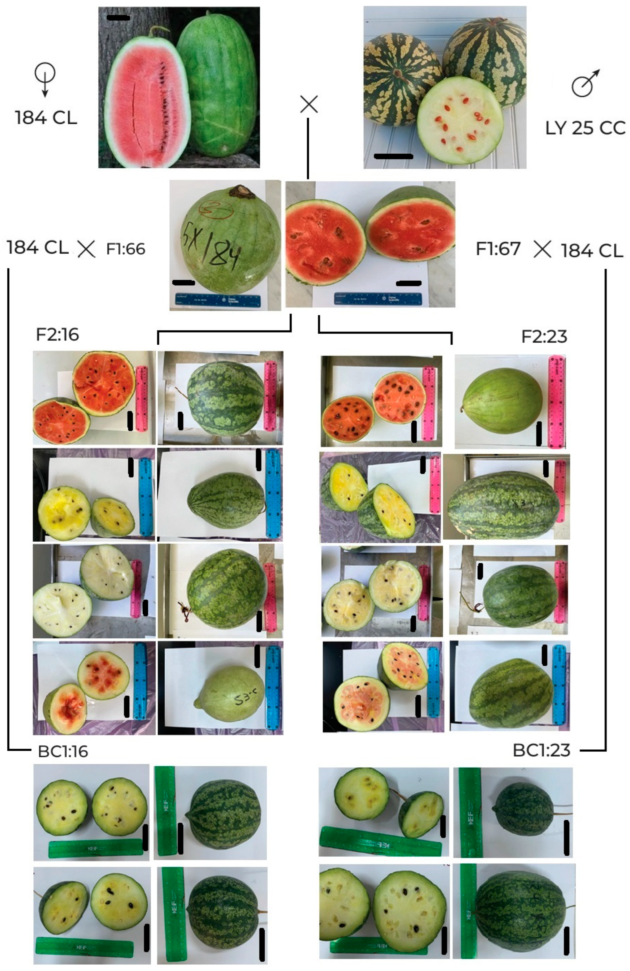 Horticulturae 11 01304 g003