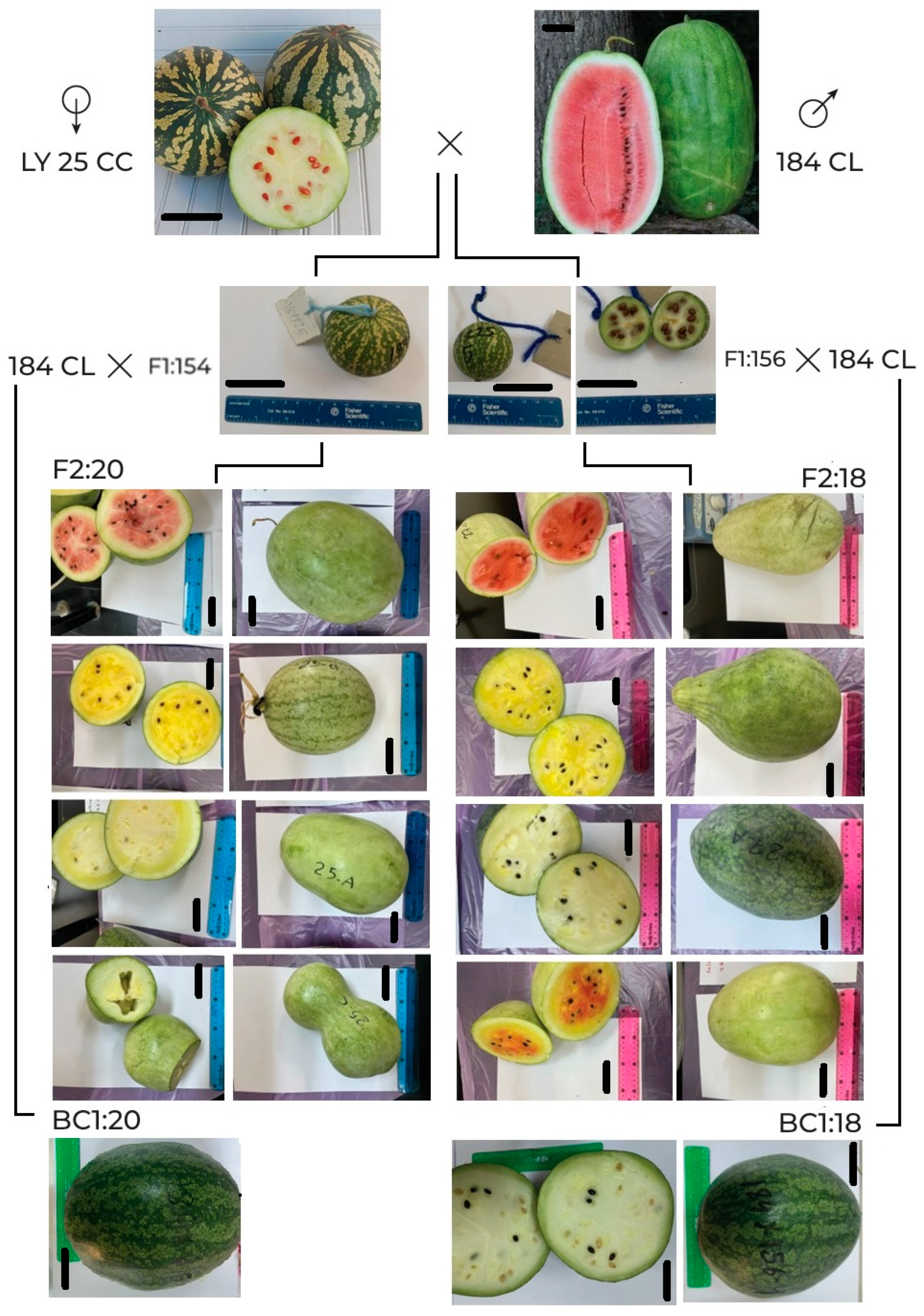 Horticulturae 11 01304 g004