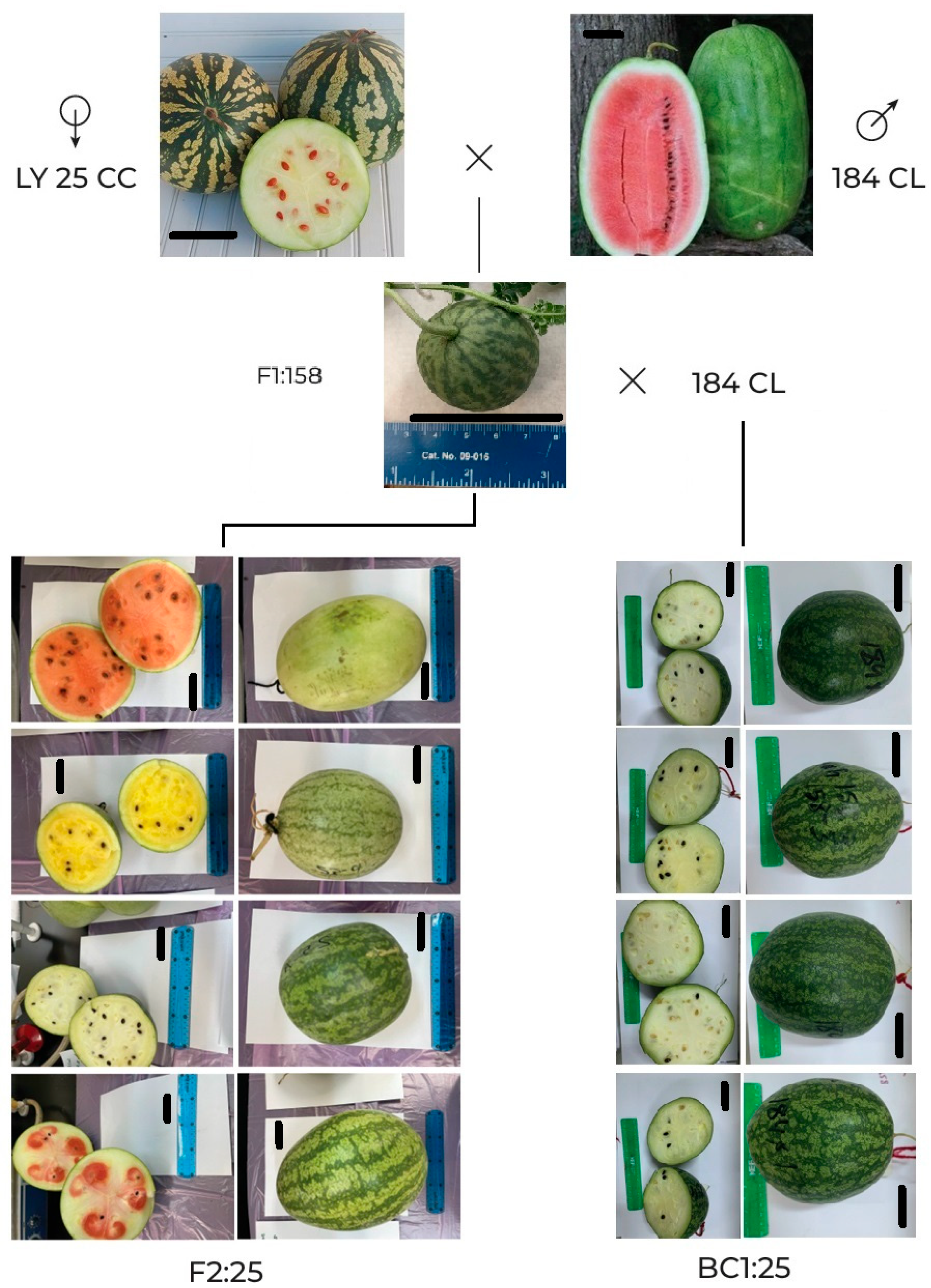 Horticulturae 11 01304 g007