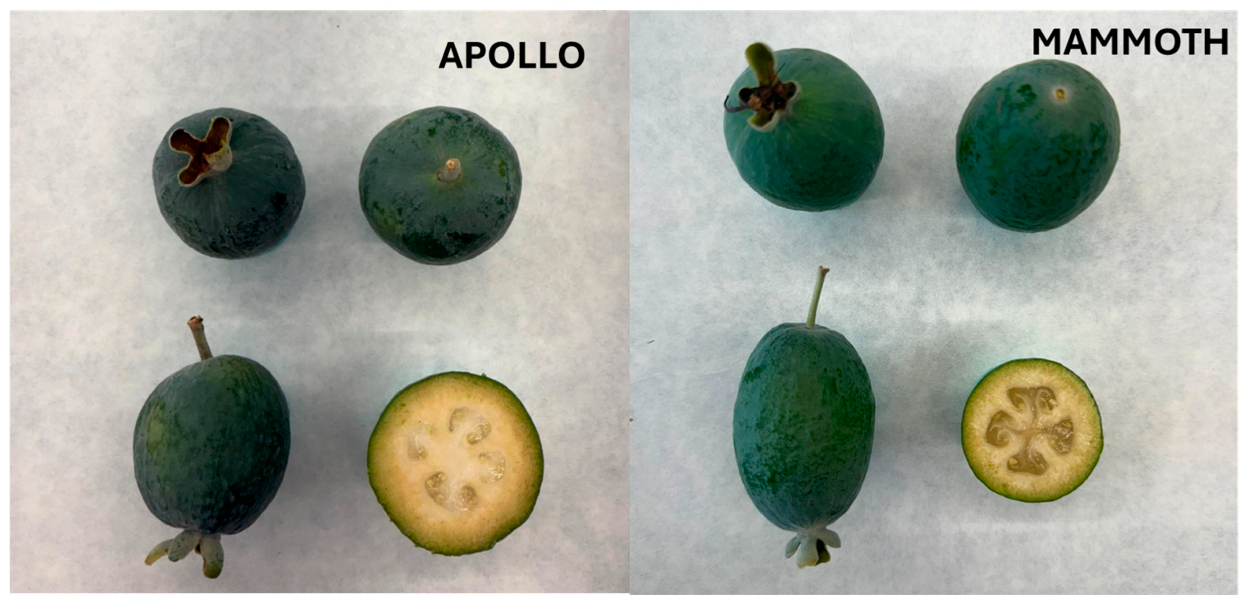 Horticulturae 11 01305 g001