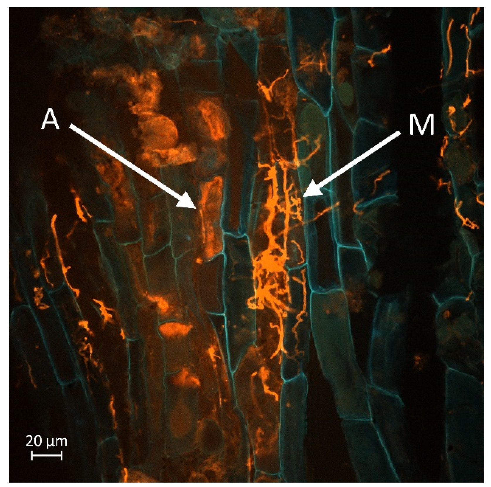 Horticulturae 11 01310 g009 Horticulturae 11 01310 g009