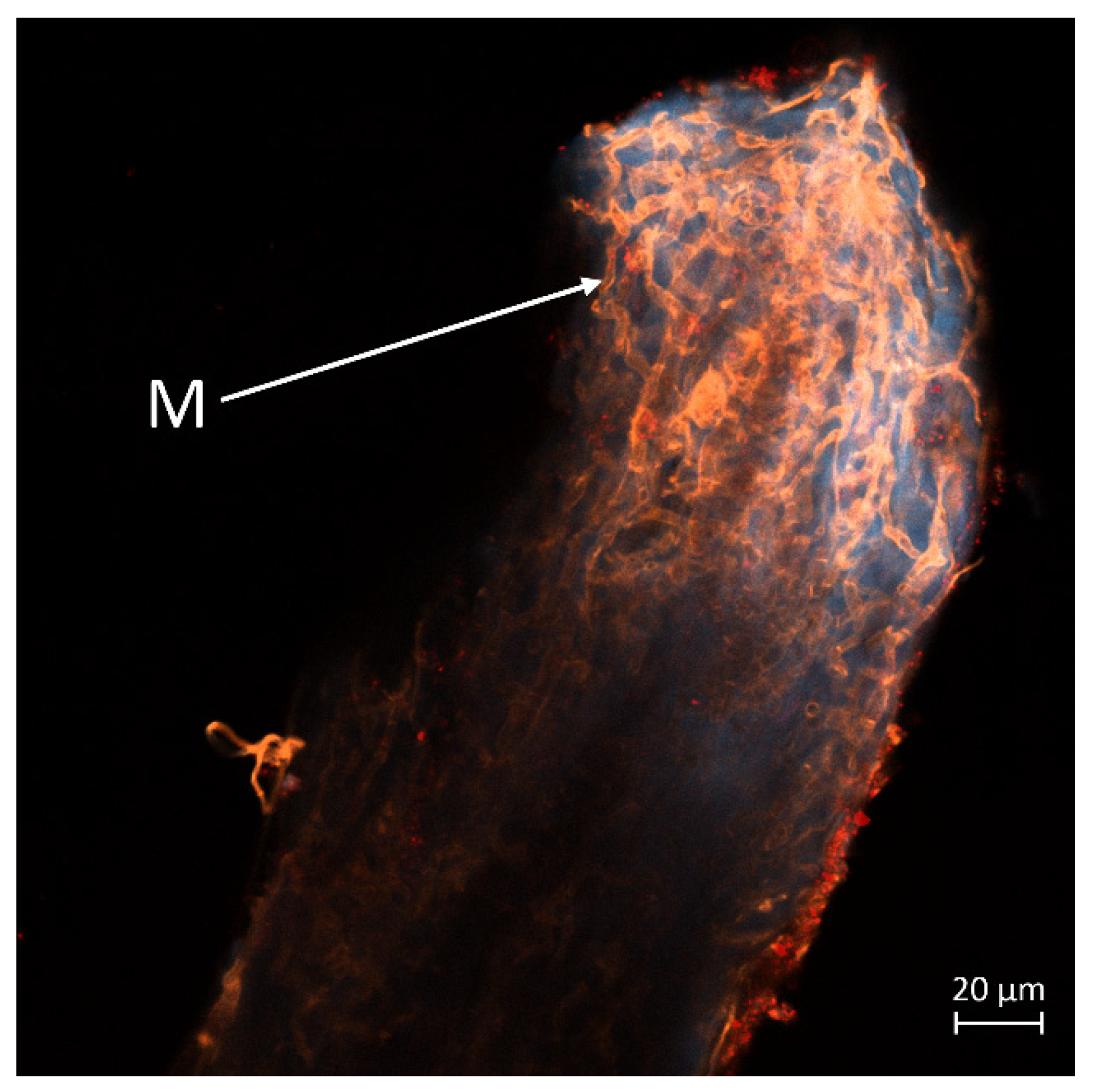 Horticulturae 11 01310 g011 Horticulturae 11 01310 g011