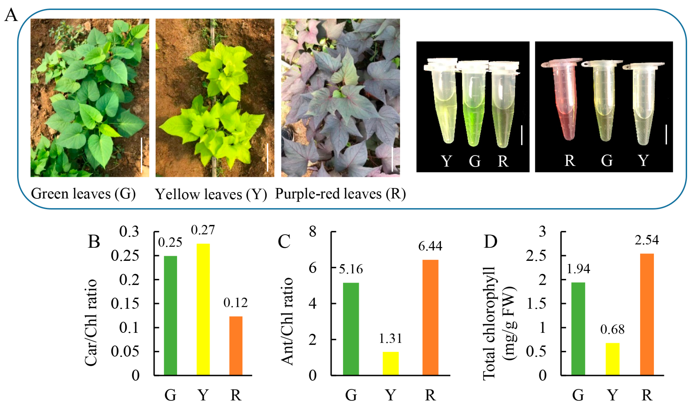 Horticulturae 11 01317 g001