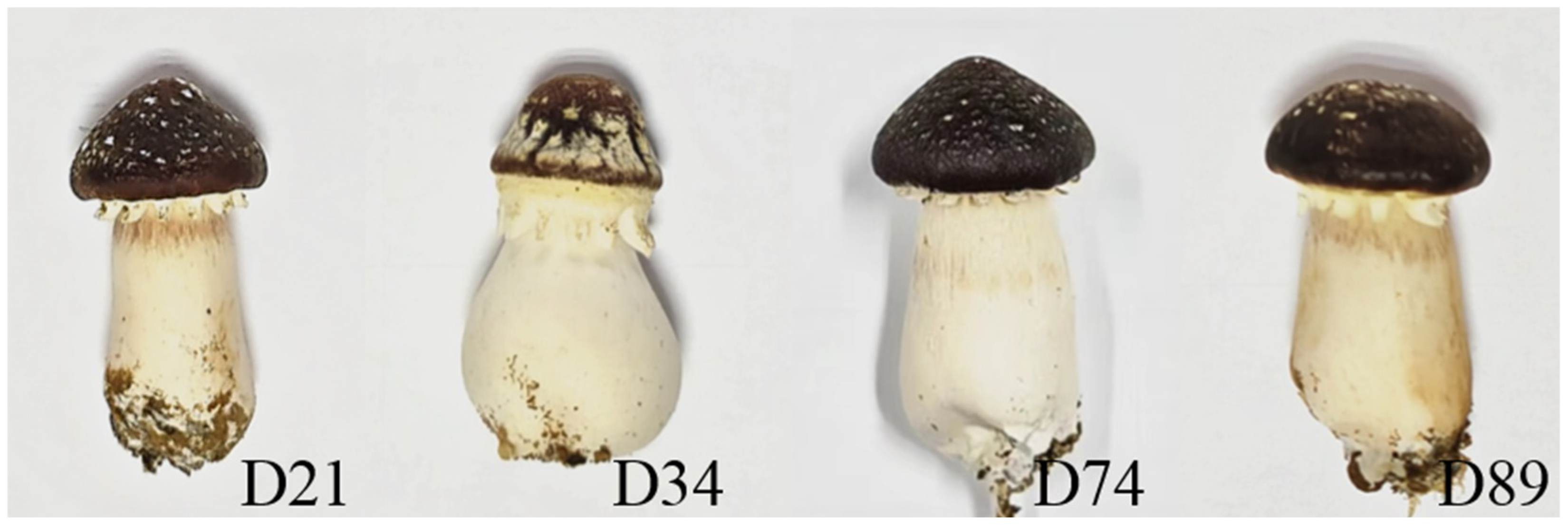 Horticulturae 11 01325 g007 Horticulturae 11 01325 g007