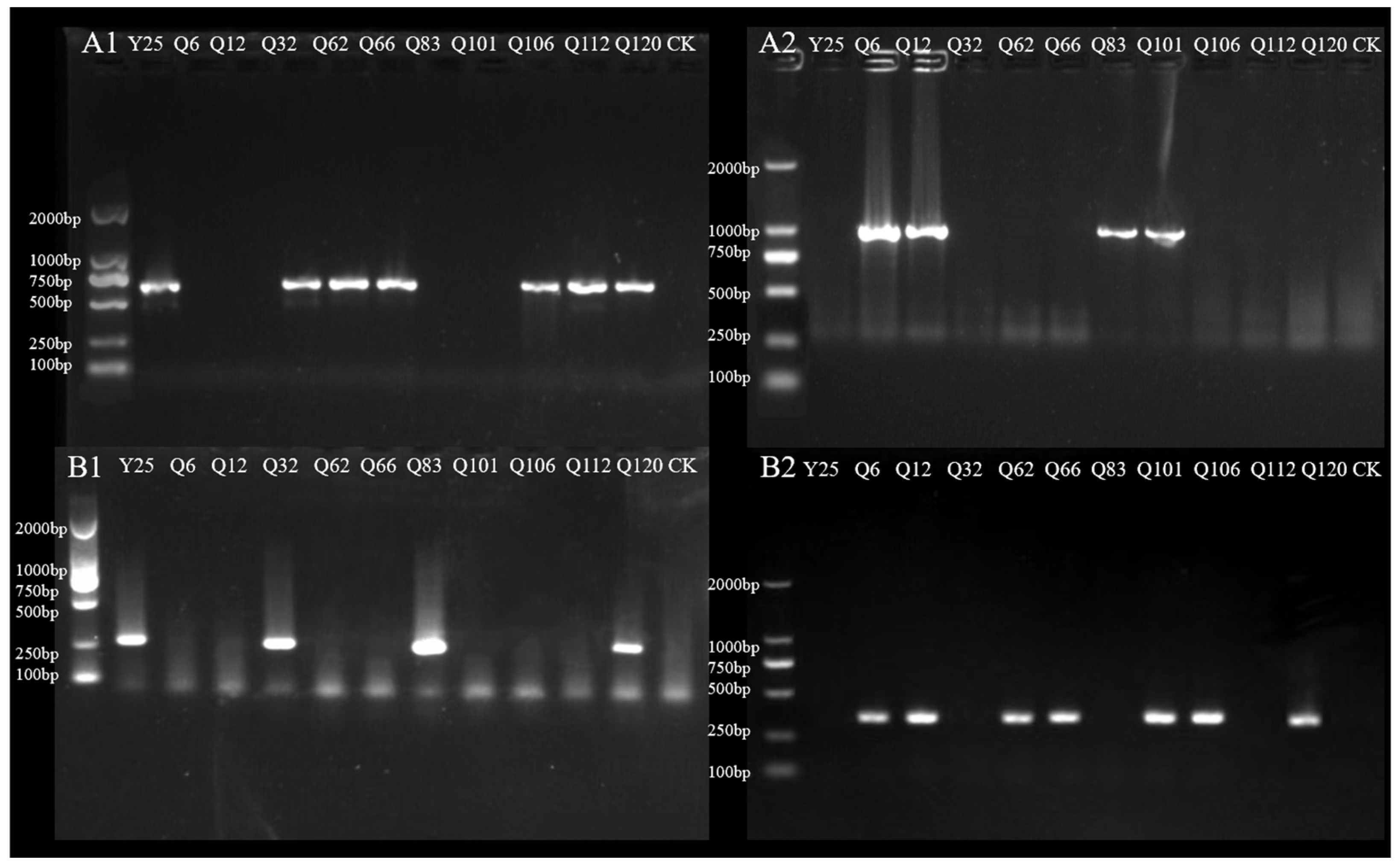 Horticulturae 11 01325 g008 Horticulturae 11 01325 g008