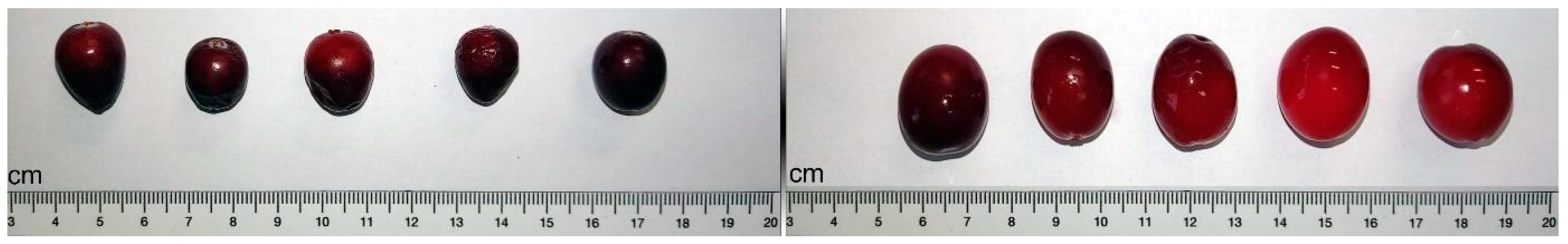 Horticulturae 11 01418 g001 Horticulturae 11 01418 g001