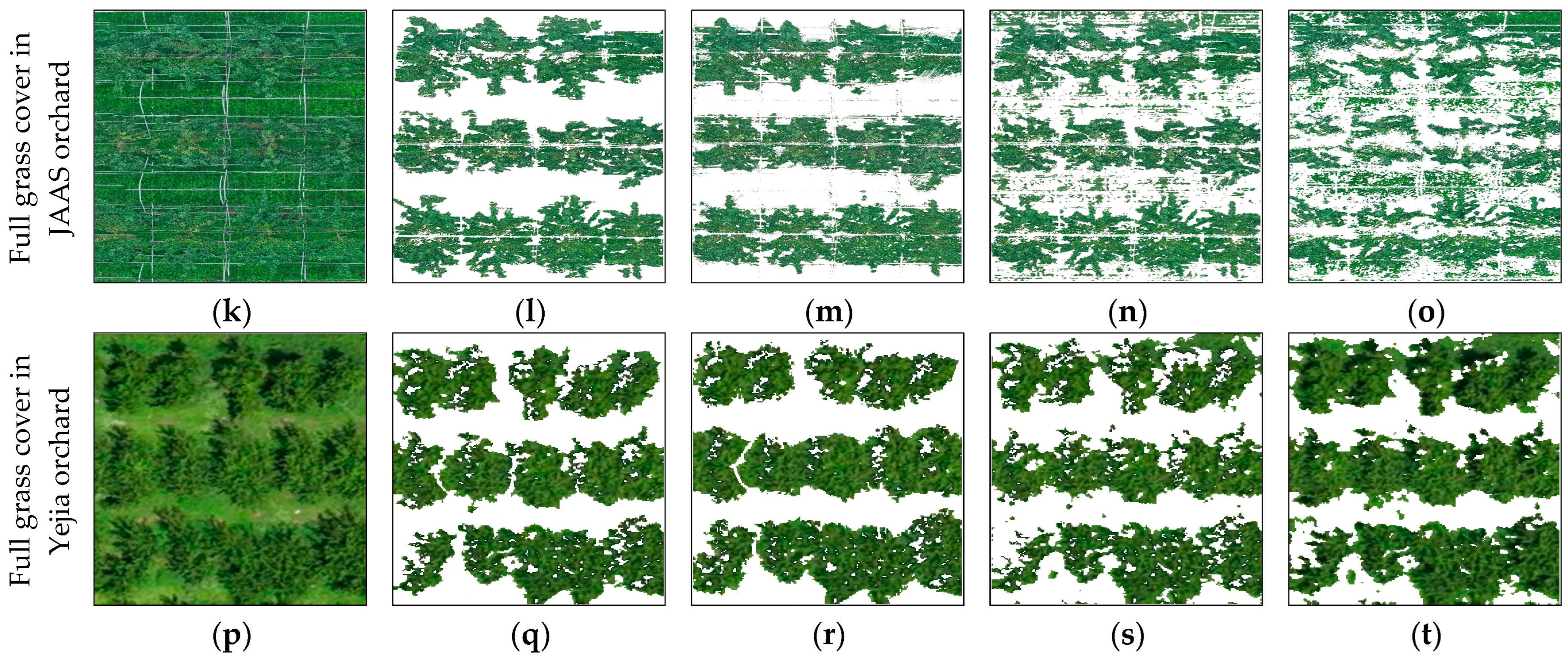 Horticulturae 11 01419 g007b