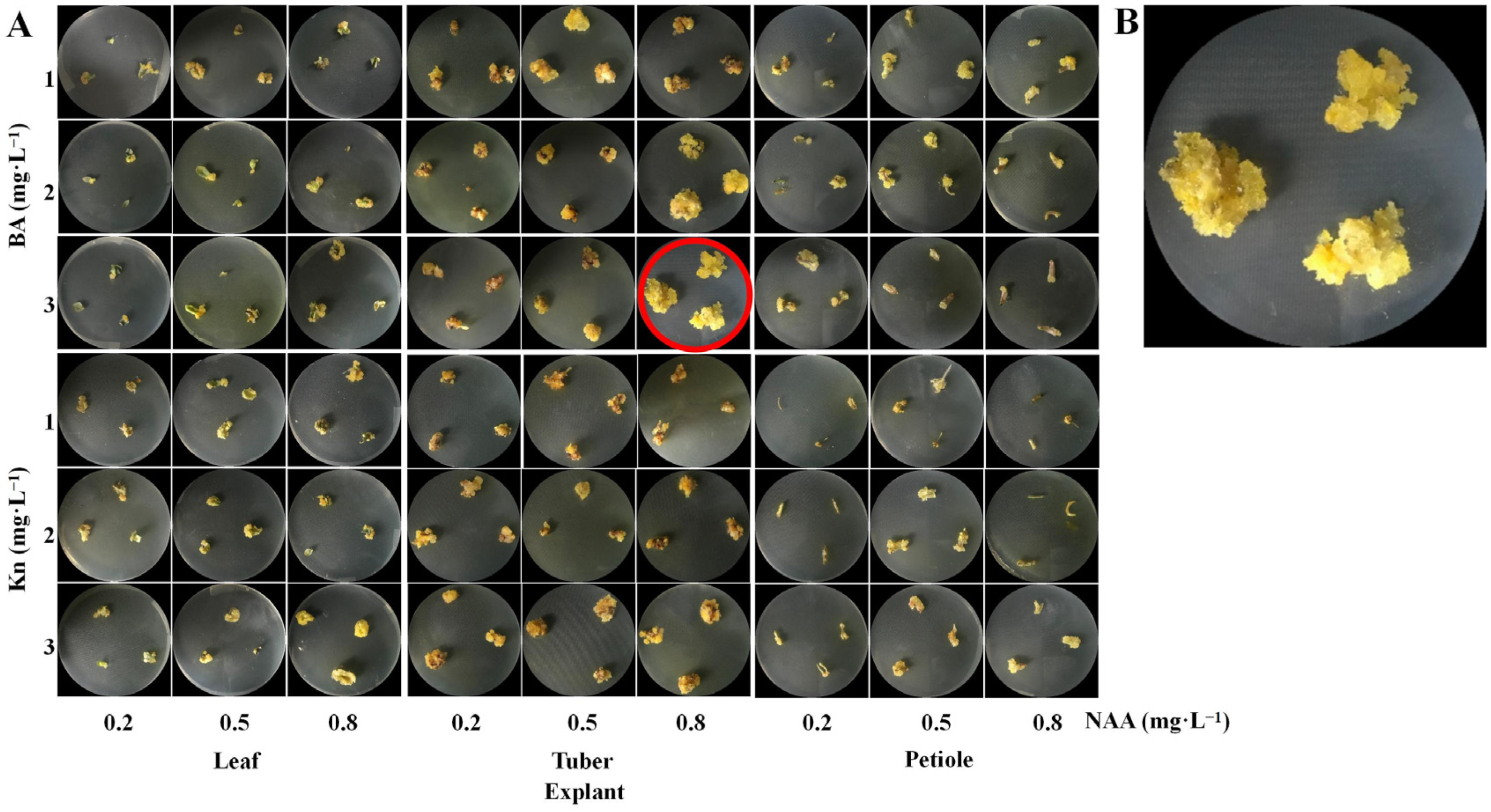 Horticulturae 11 01420 g003