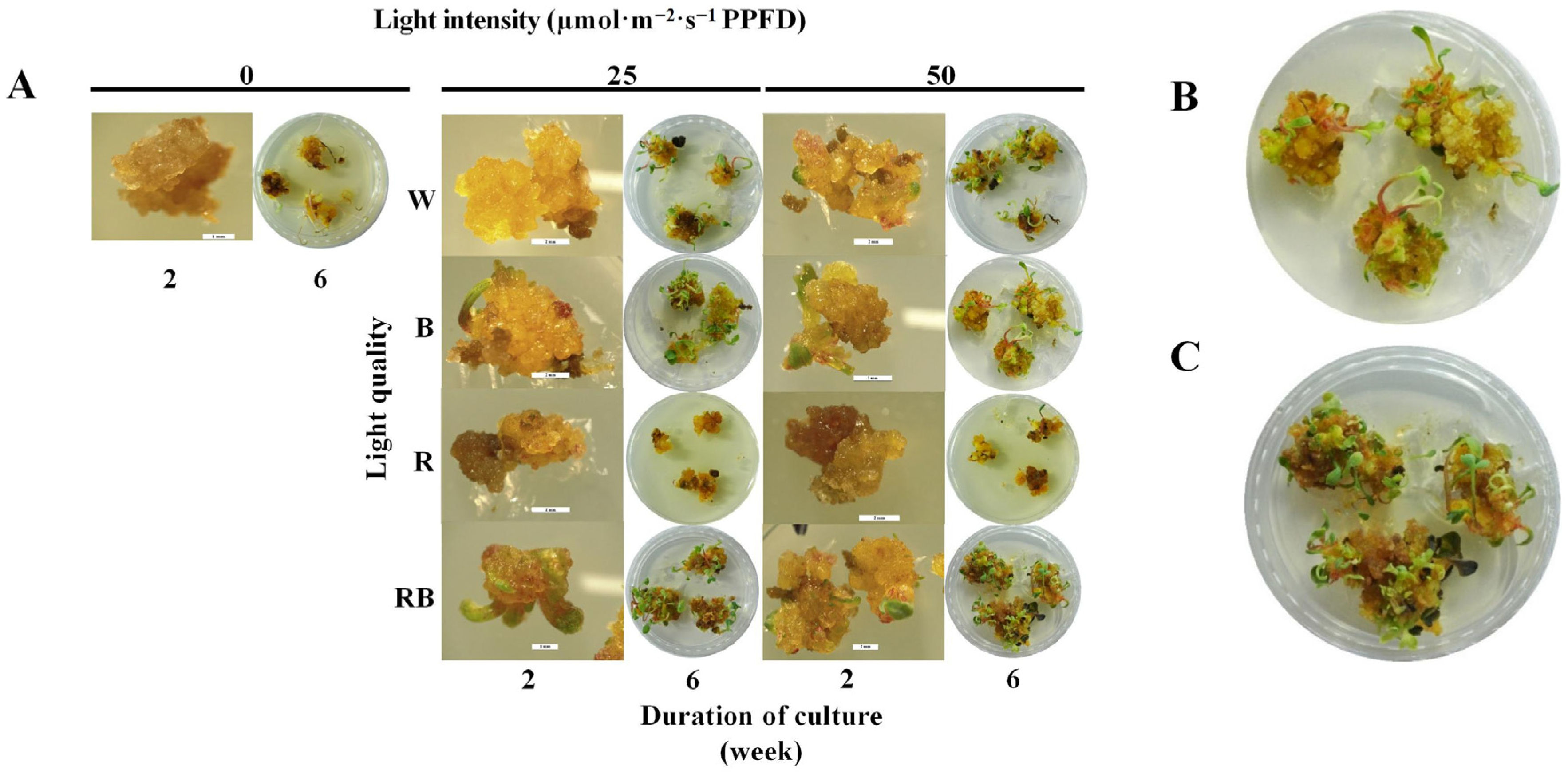 Horticulturae 11 01420 g006