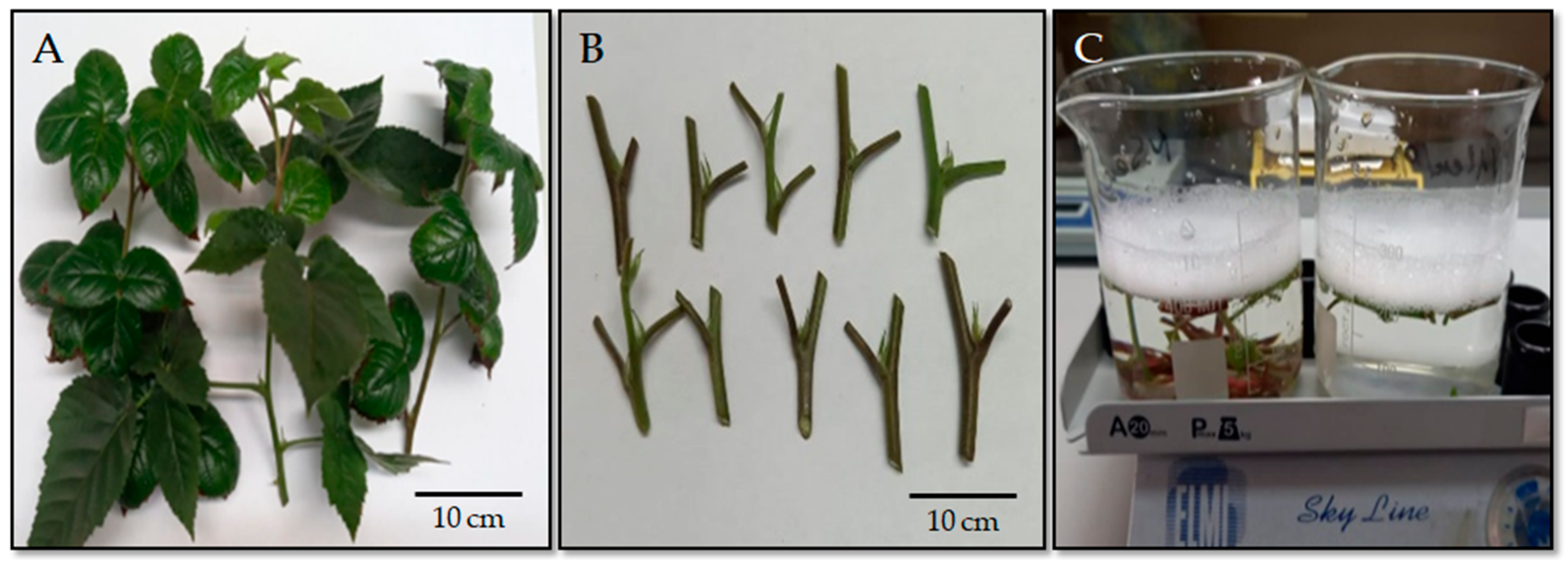 Horticulturae 11 01422 g001