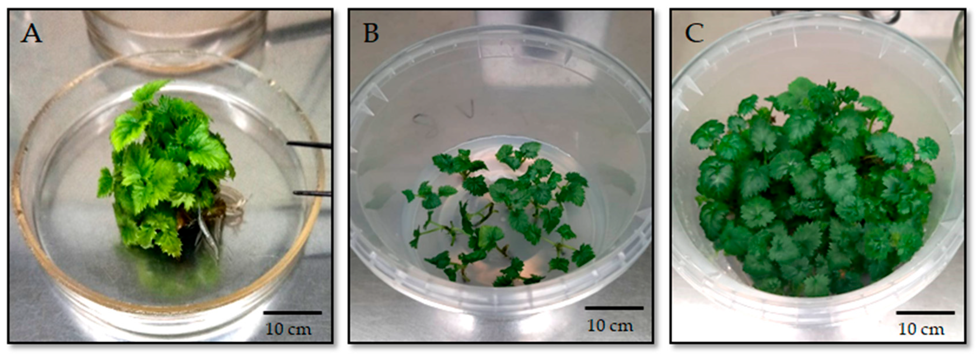 Horticulturae 11 01422 g003