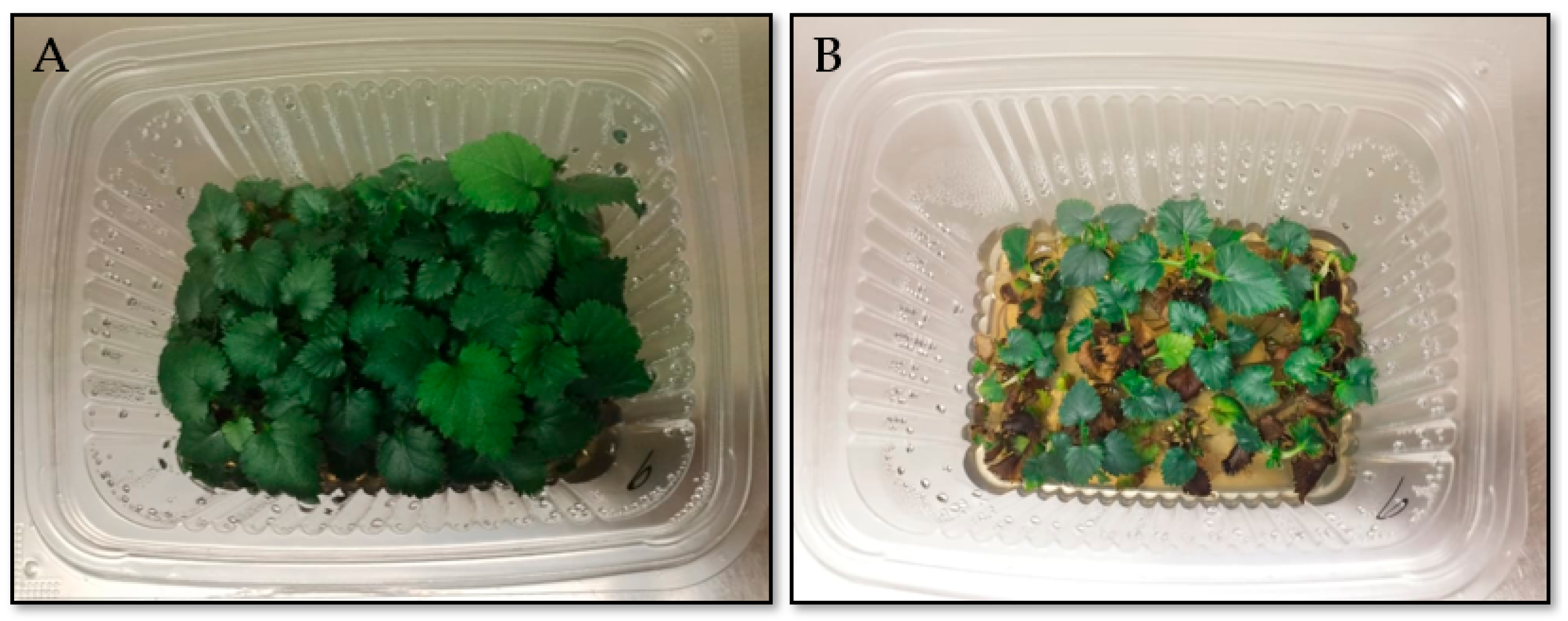 Horticulturae 11 01422 g004
