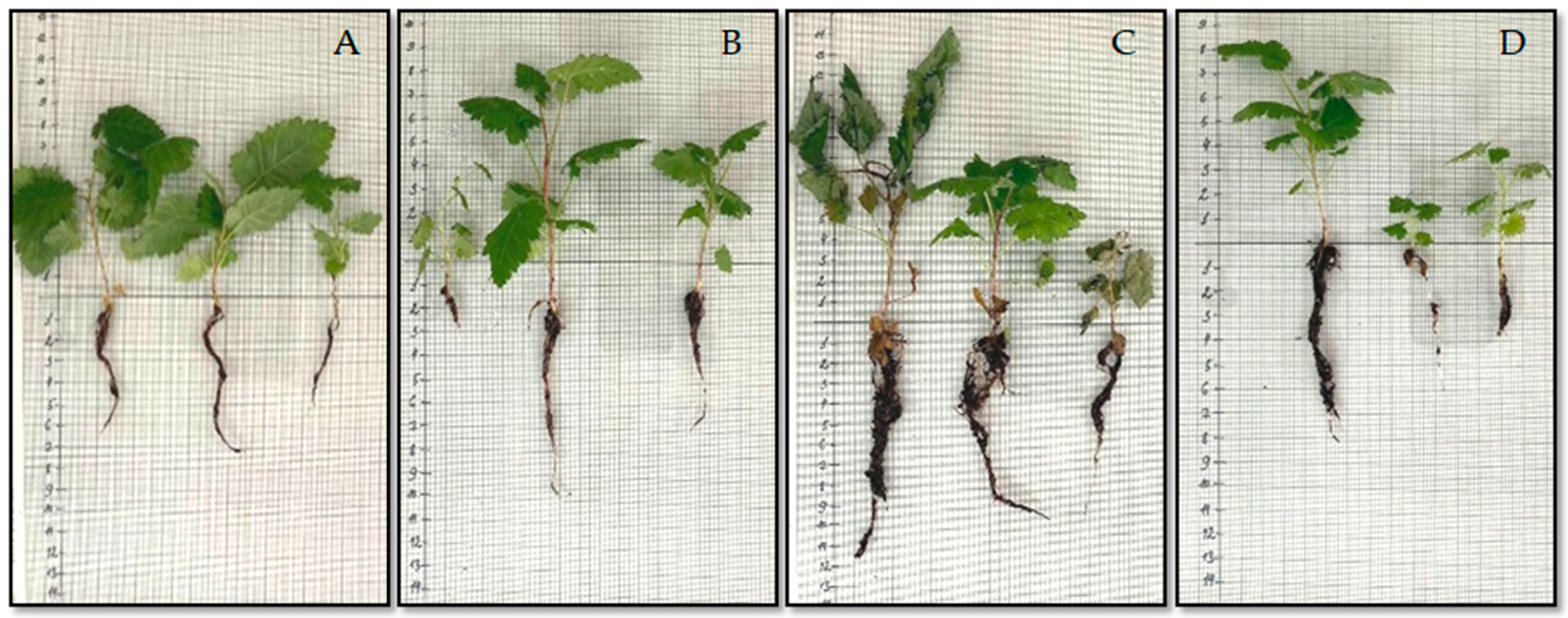 Horticulturae 11 01422 g006