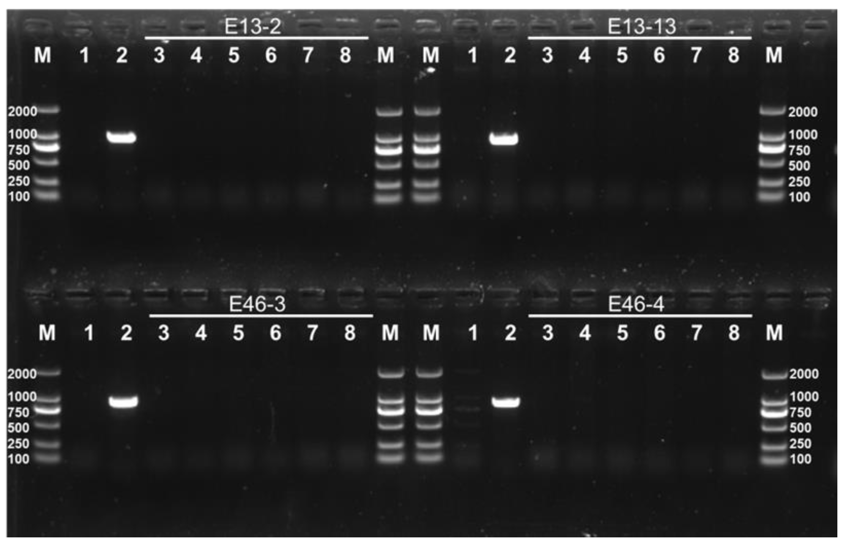Horticulturae 11 01423 g002