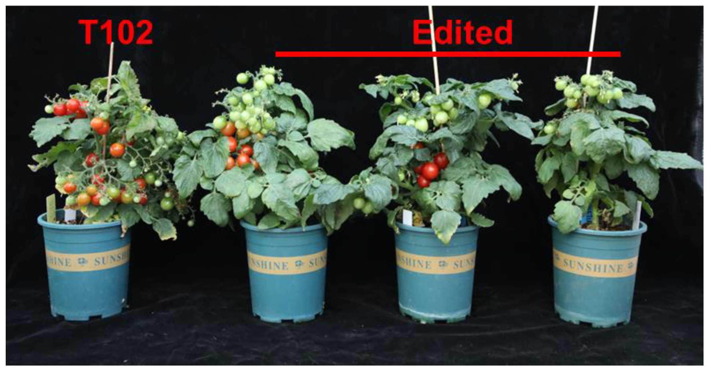 Horticulturae 11 01423 g003