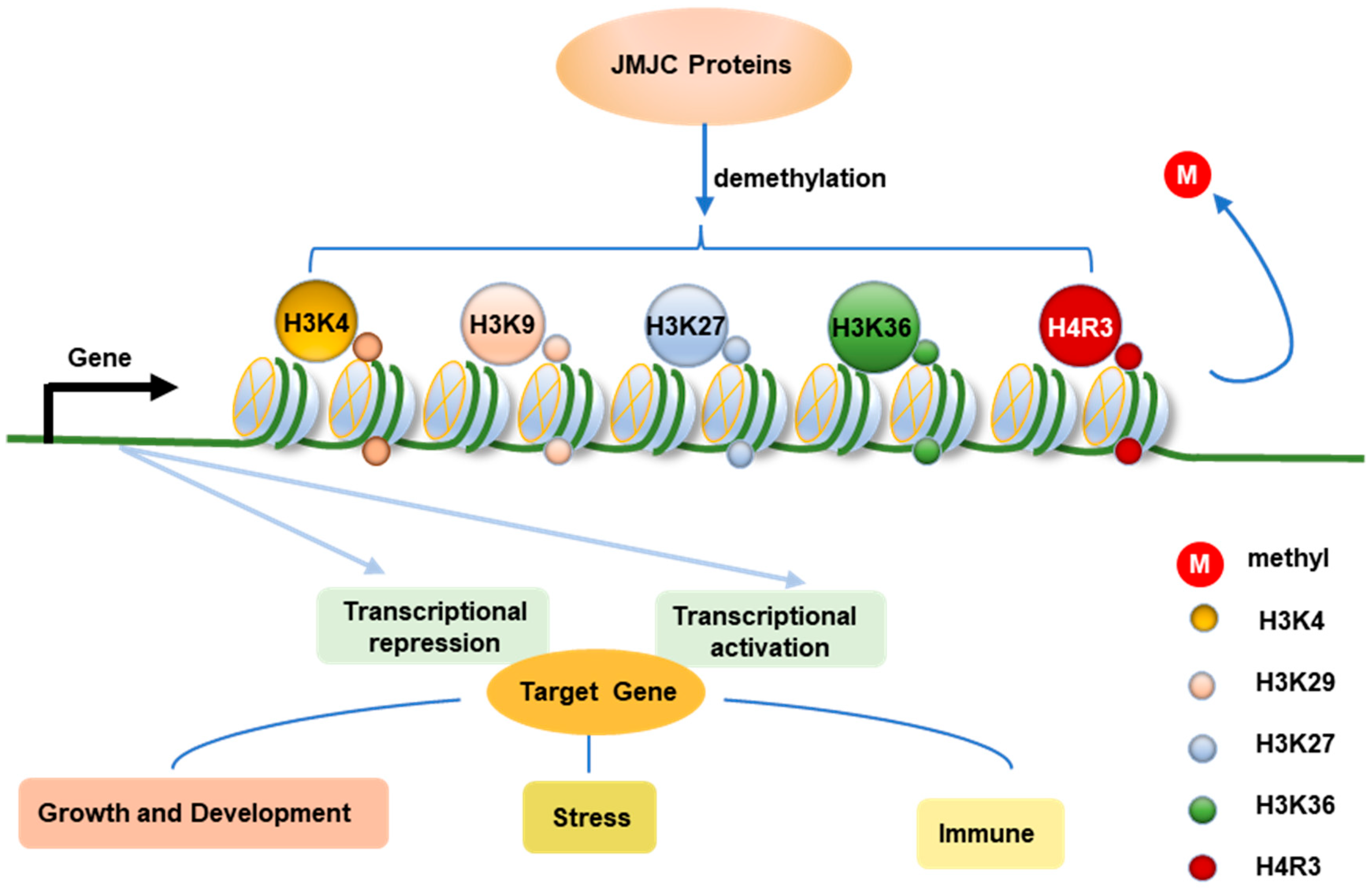 Horticulturae 11 01424 g003 Horticulturae 11 01424 g003