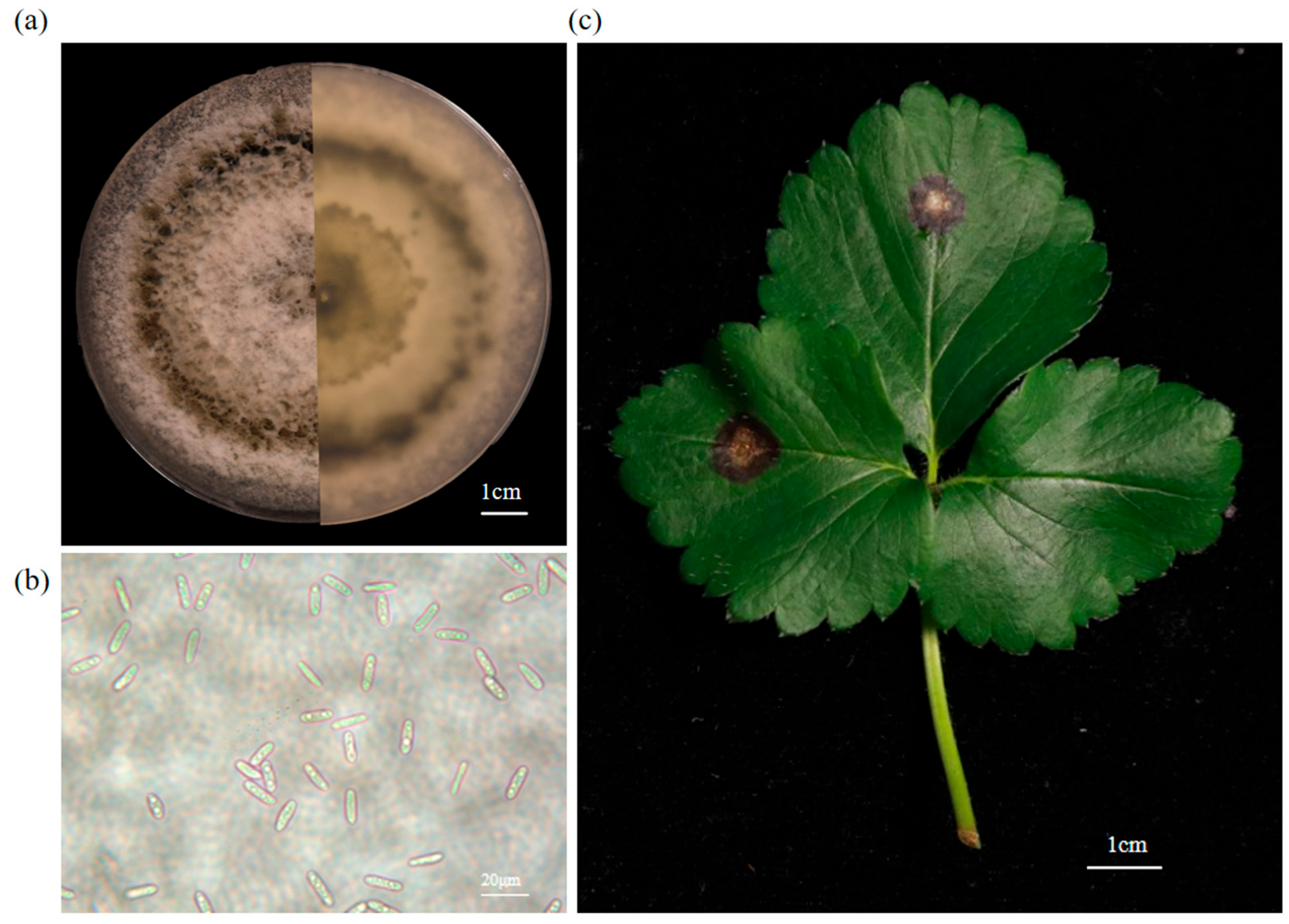 Horticulturae 11 01427 g001 Horticulturae 11 01427 g001