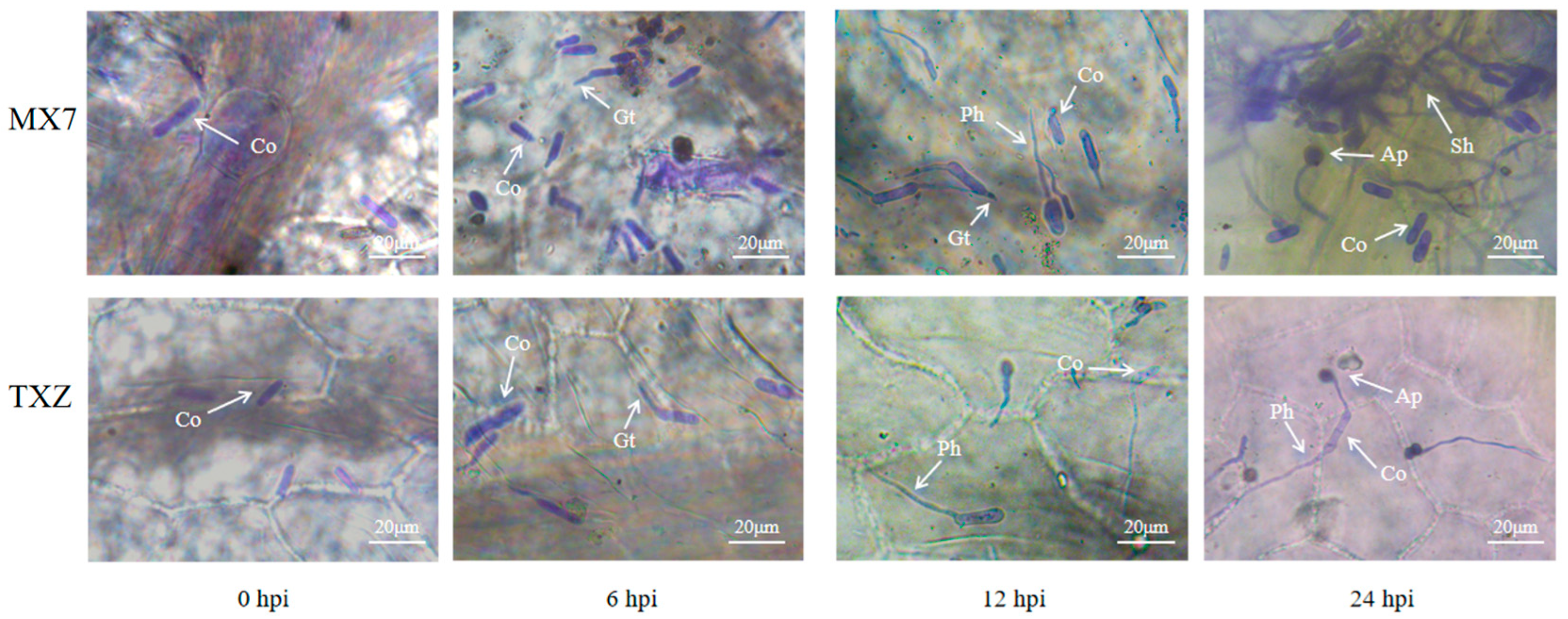 Horticulturae 11 01427 g003 Horticulturae 11 01427 g003