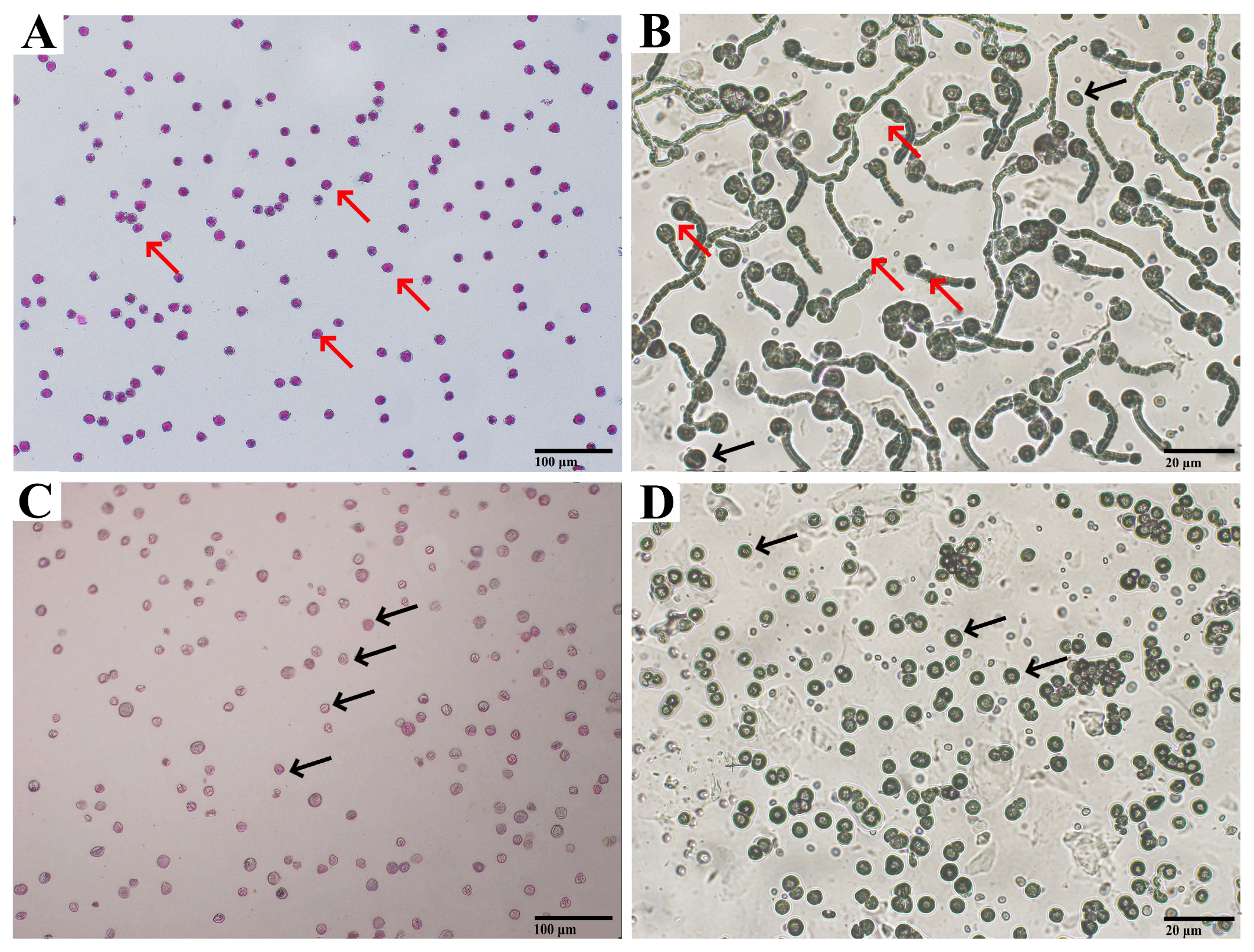 Horticulturae 11 01432 g001