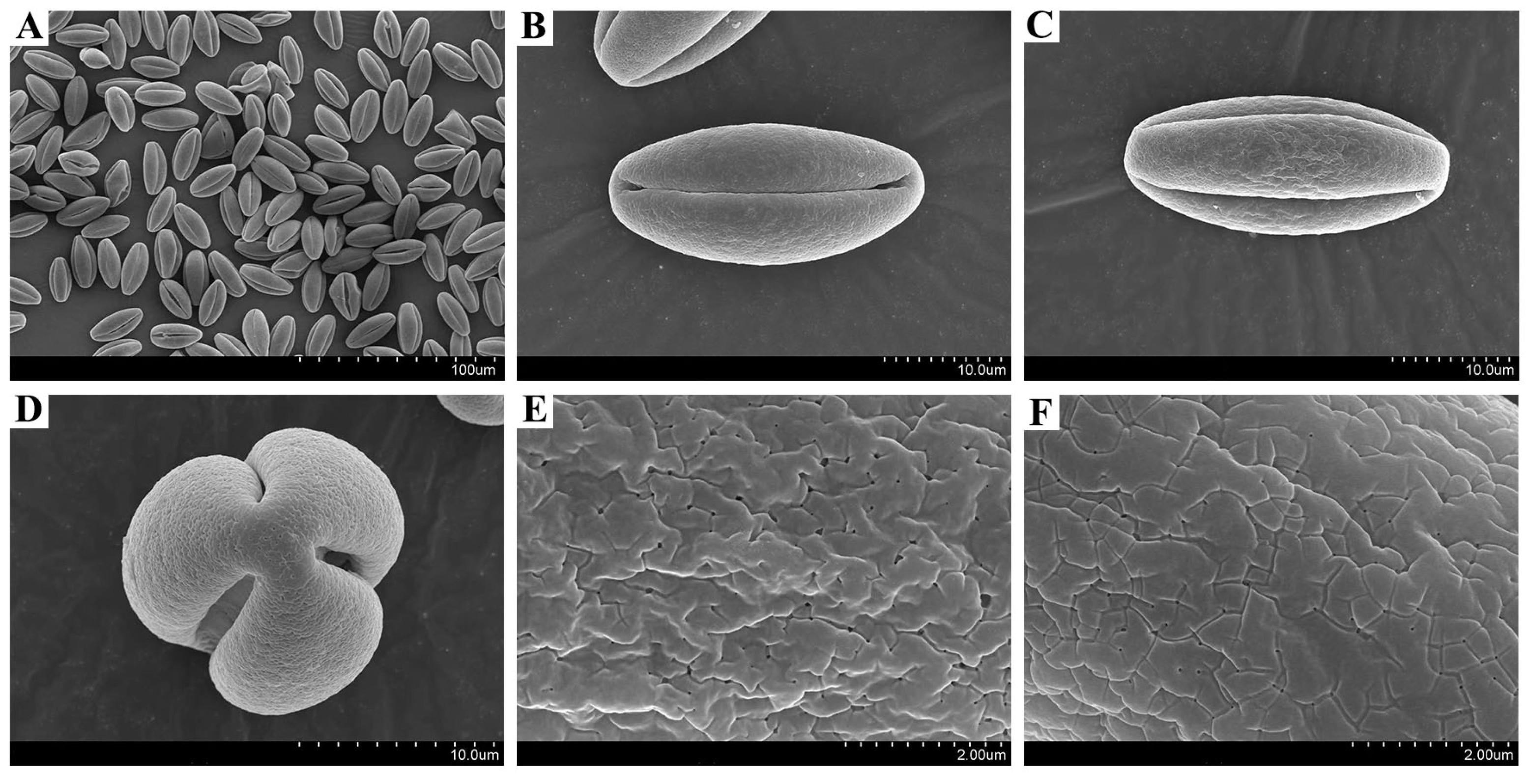 Horticulturae 11 01432 g003