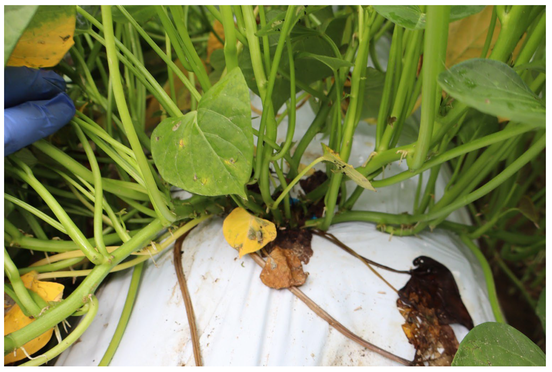 Horticulturae 11 01439 g001