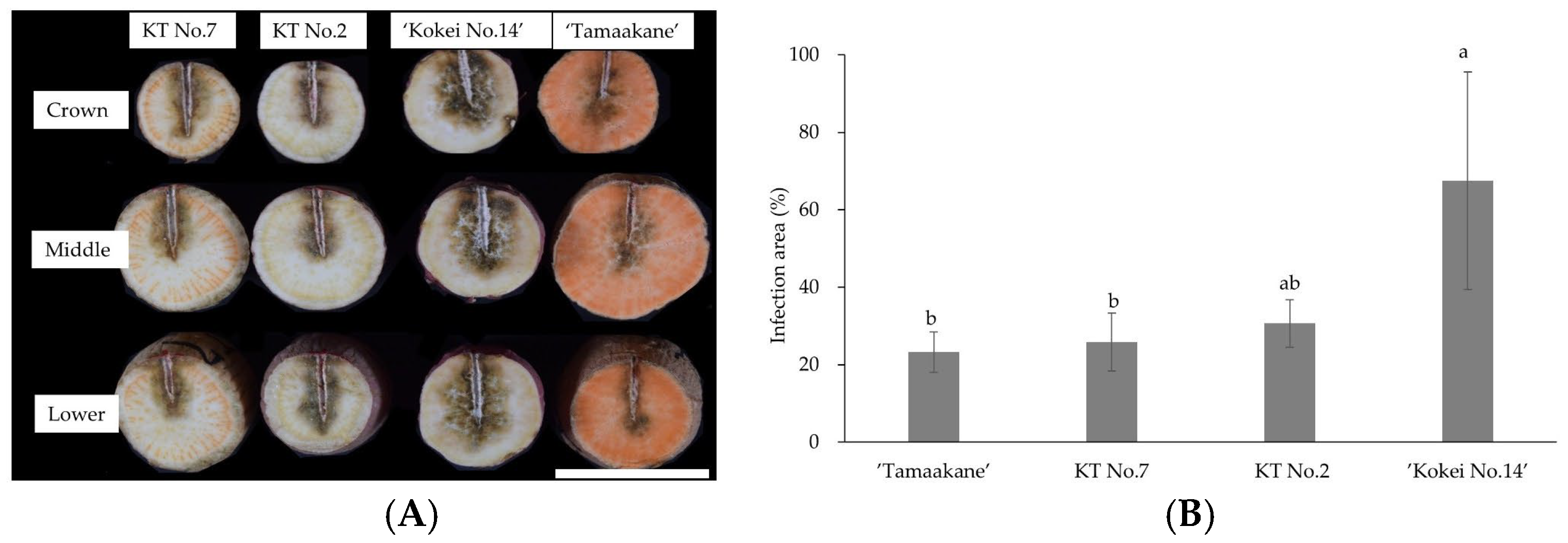 Horticulturae 11 01439 g006