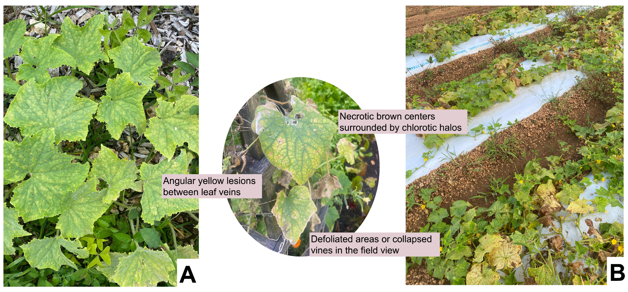Horticulturae 11 01440 g002 Horticulturae 11 01440 g002