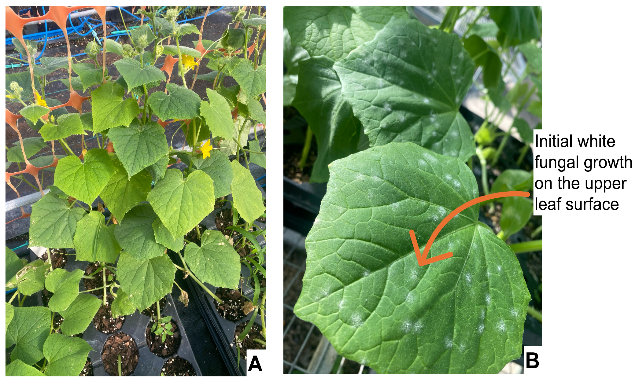 Horticulturae 11 01440 g003 Horticulturae 11 01440 g003
