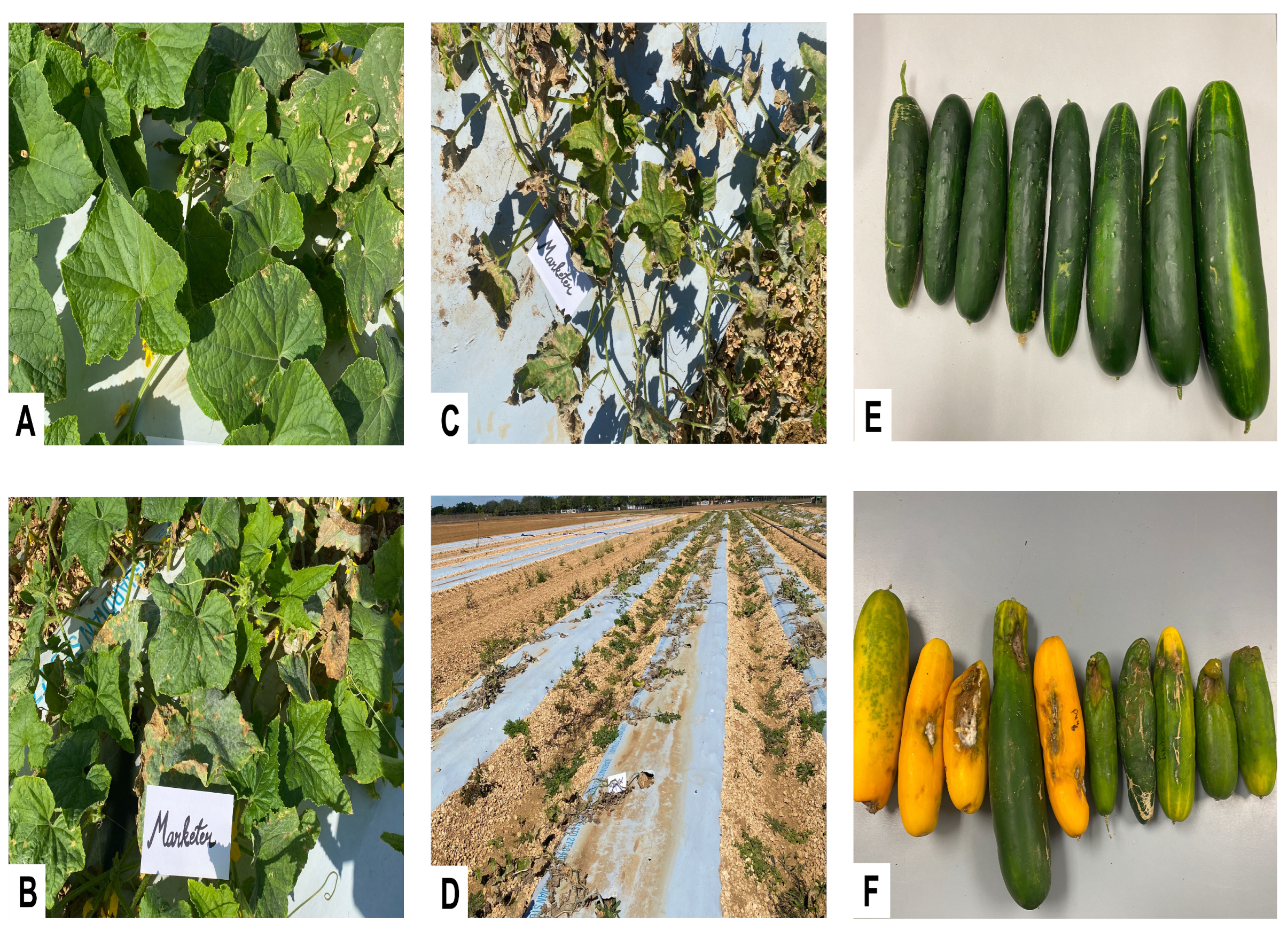 Horticulturae 11 01440 g004 Horticulturae 11 01440 g004