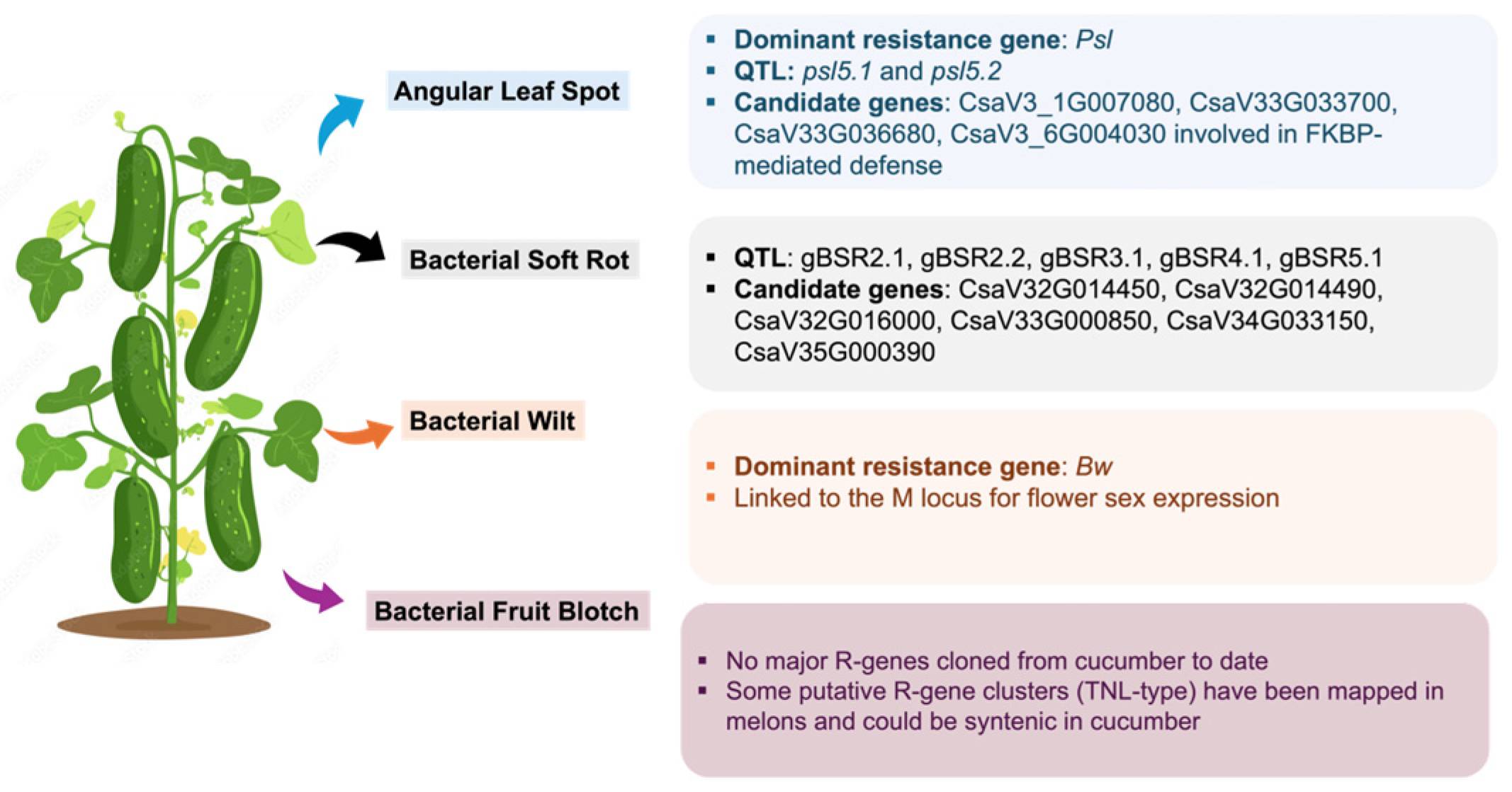 Horticulturae 11 01440 g005 Horticulturae 11 01440 g005