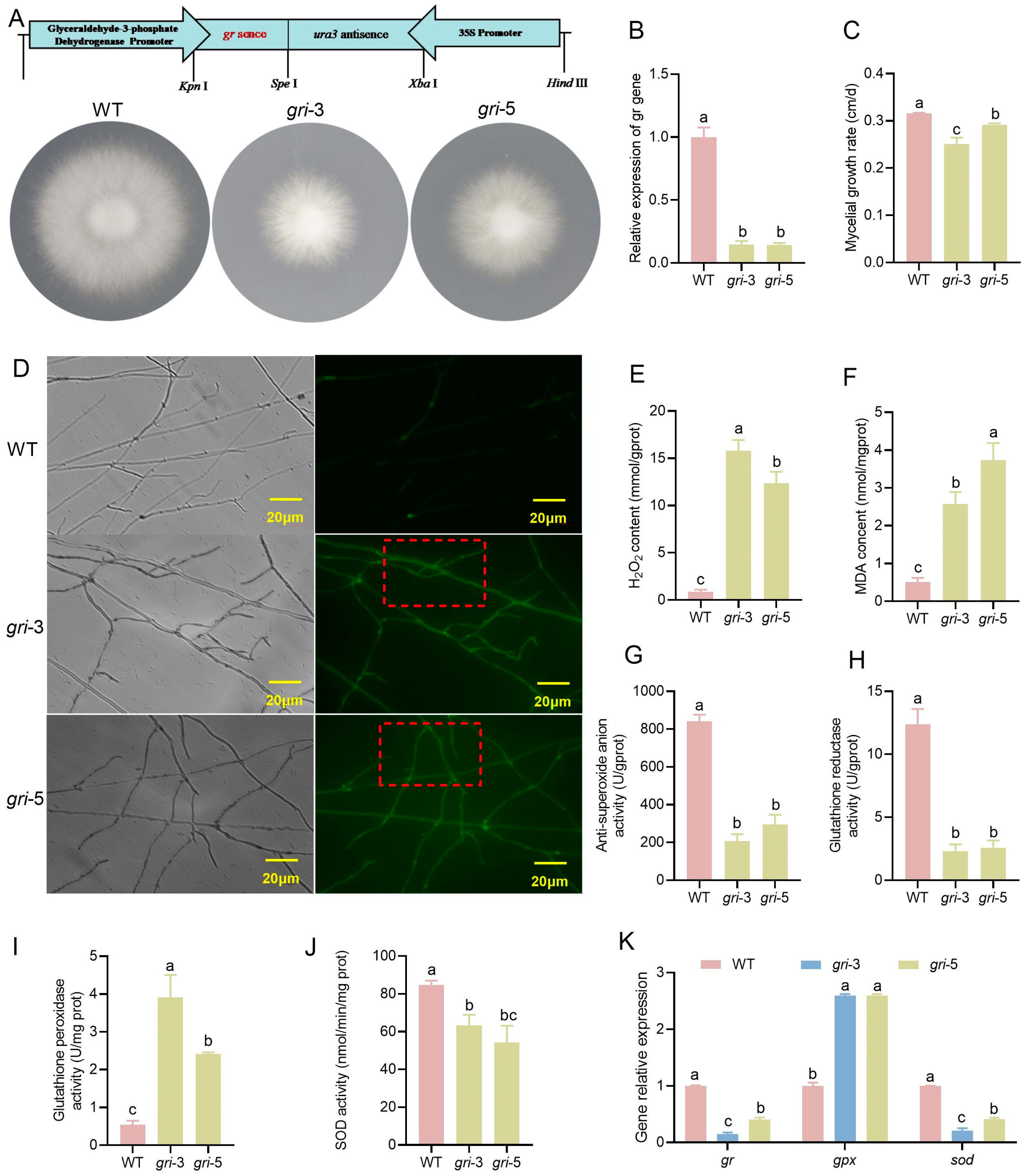 Horticulturae 11 01441 g001 Horticulturae 11 01441 g001