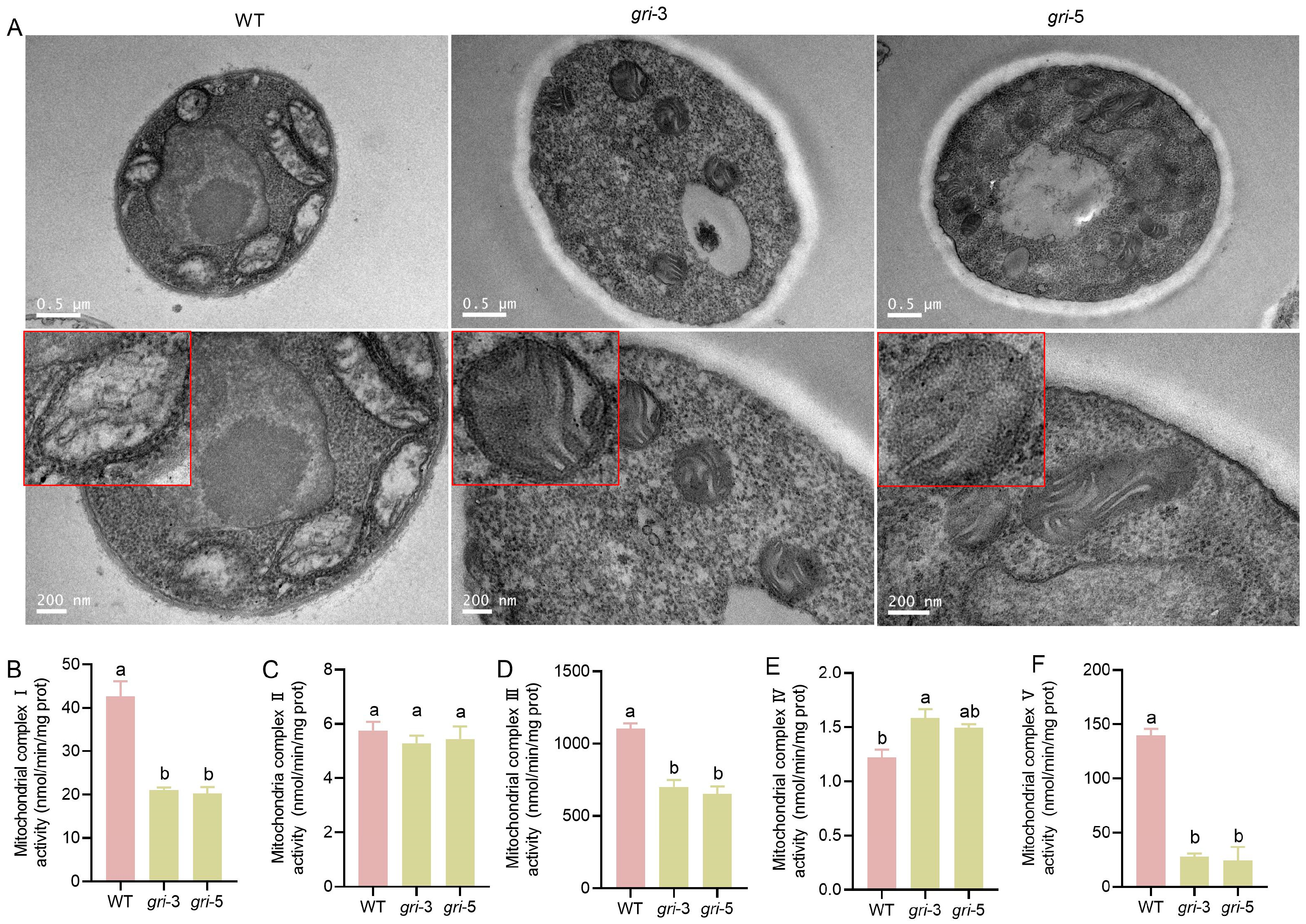 Horticulturae 11 01441 g002 Horticulturae 11 01441 g002