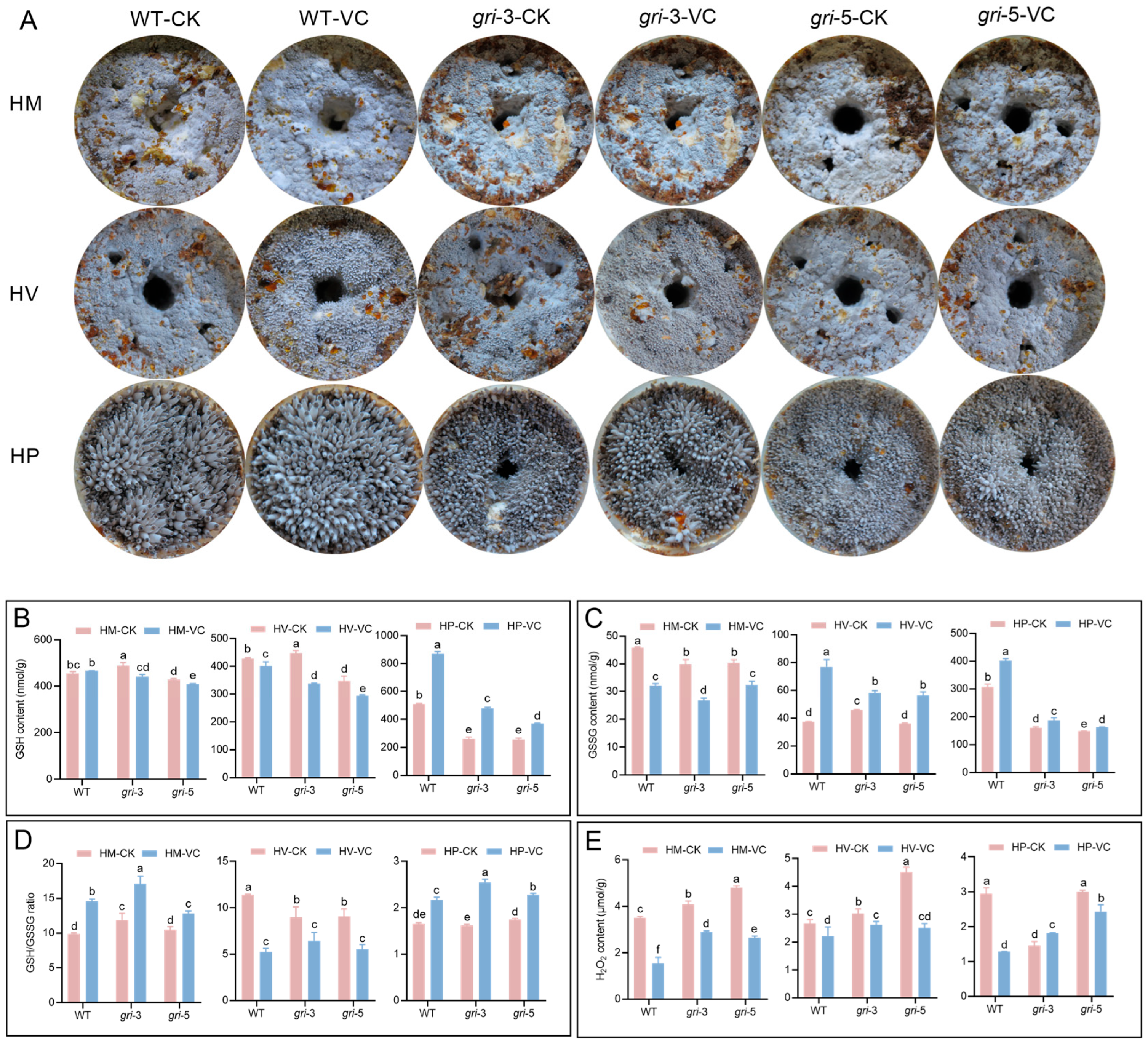 Horticulturae 11 01441 g003 Horticulturae 11 01441 g003