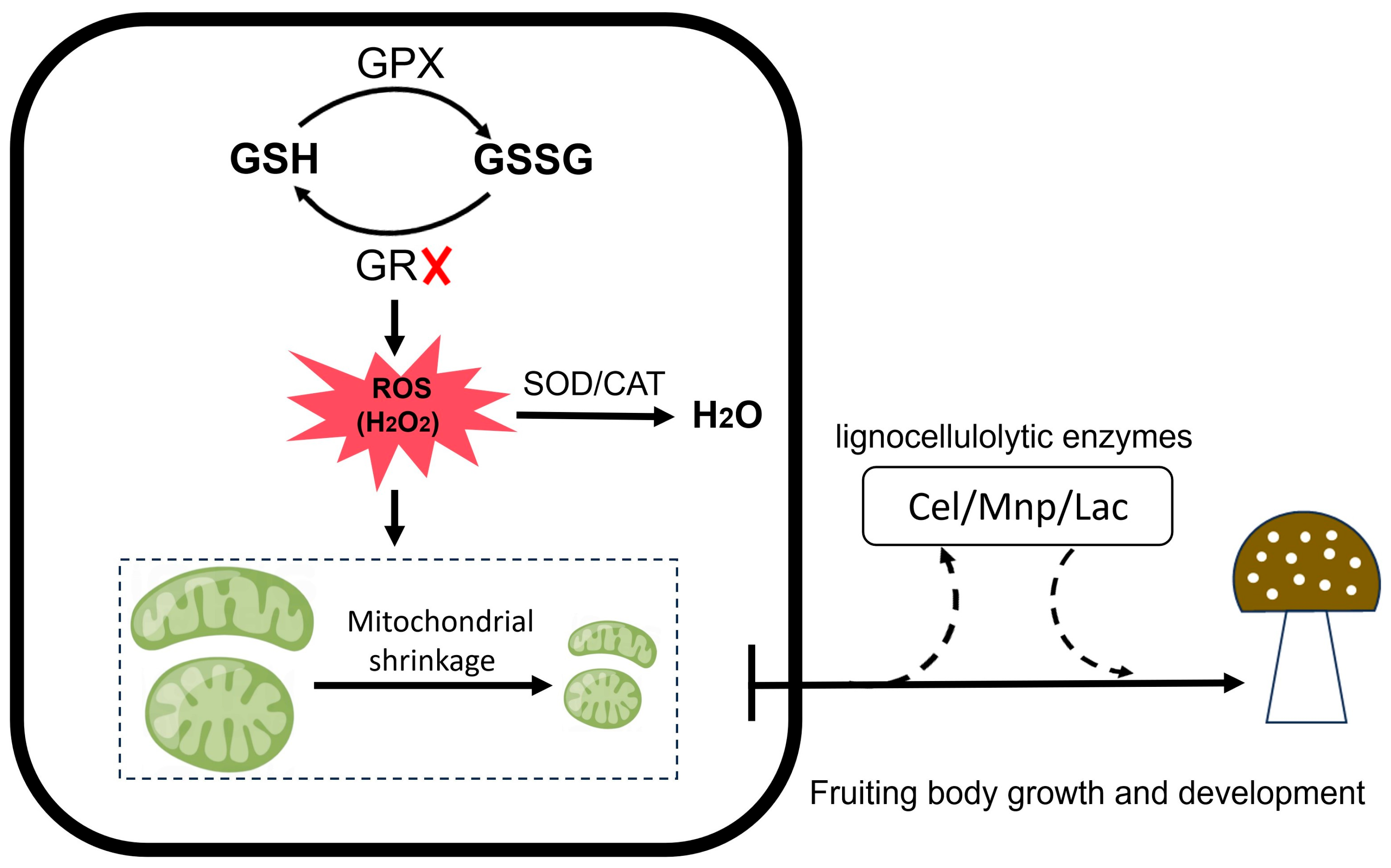 Horticulturae 11 01441 g006 Horticulturae 11 01441 g006