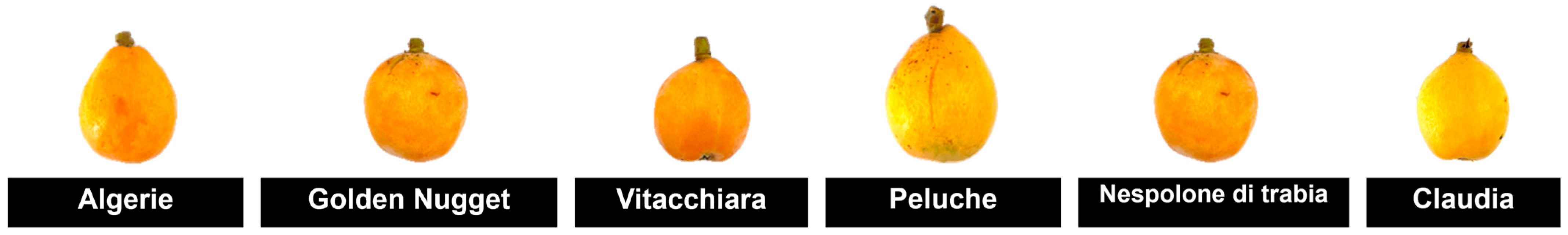 Horticulturae 11 01445 g001