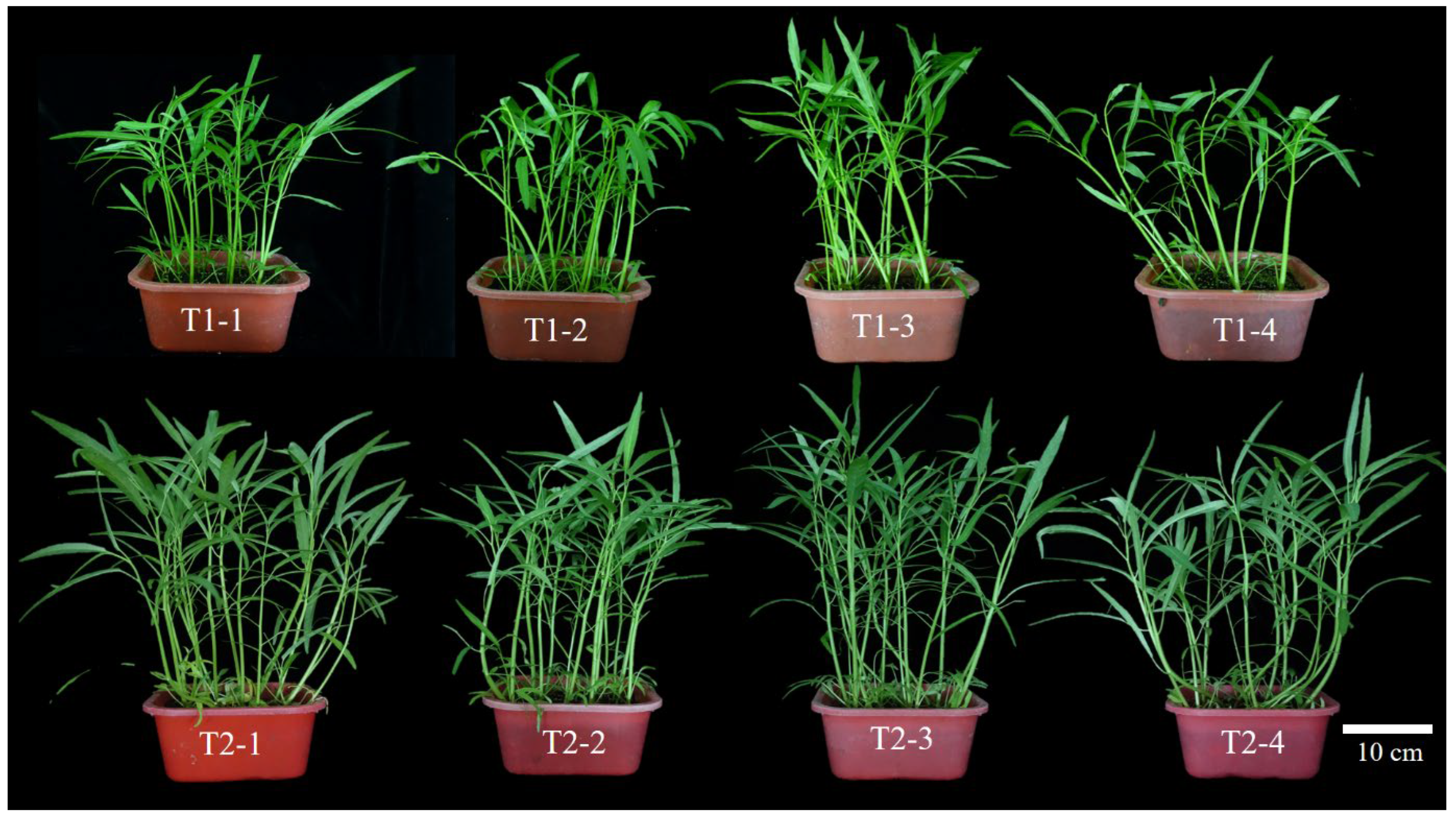 Horticulturae 11 01448 g002