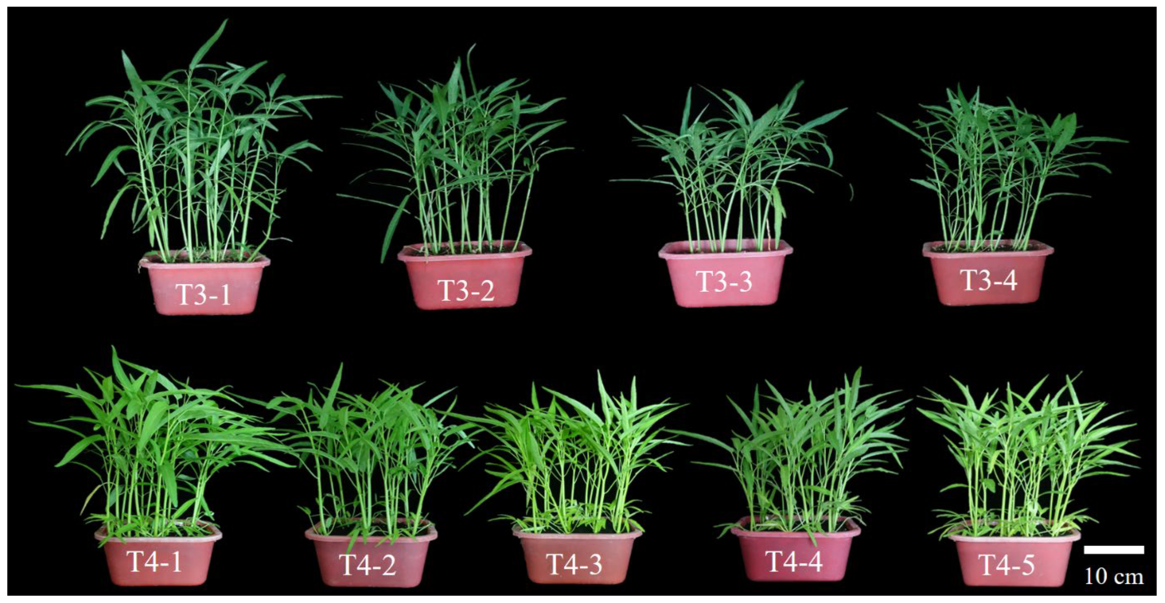 Horticulturae 11 01448 g004