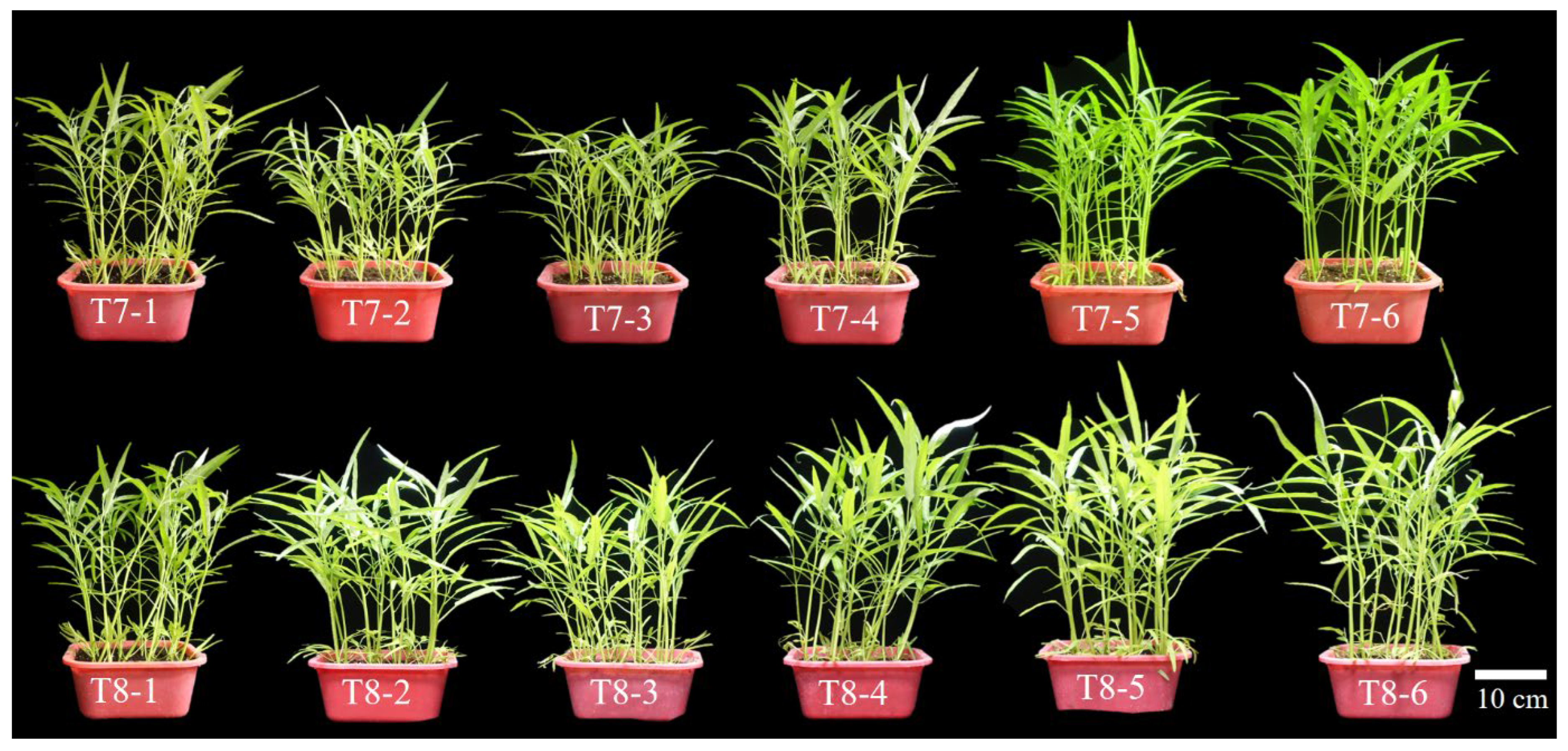 Horticulturae 11 01448 g007