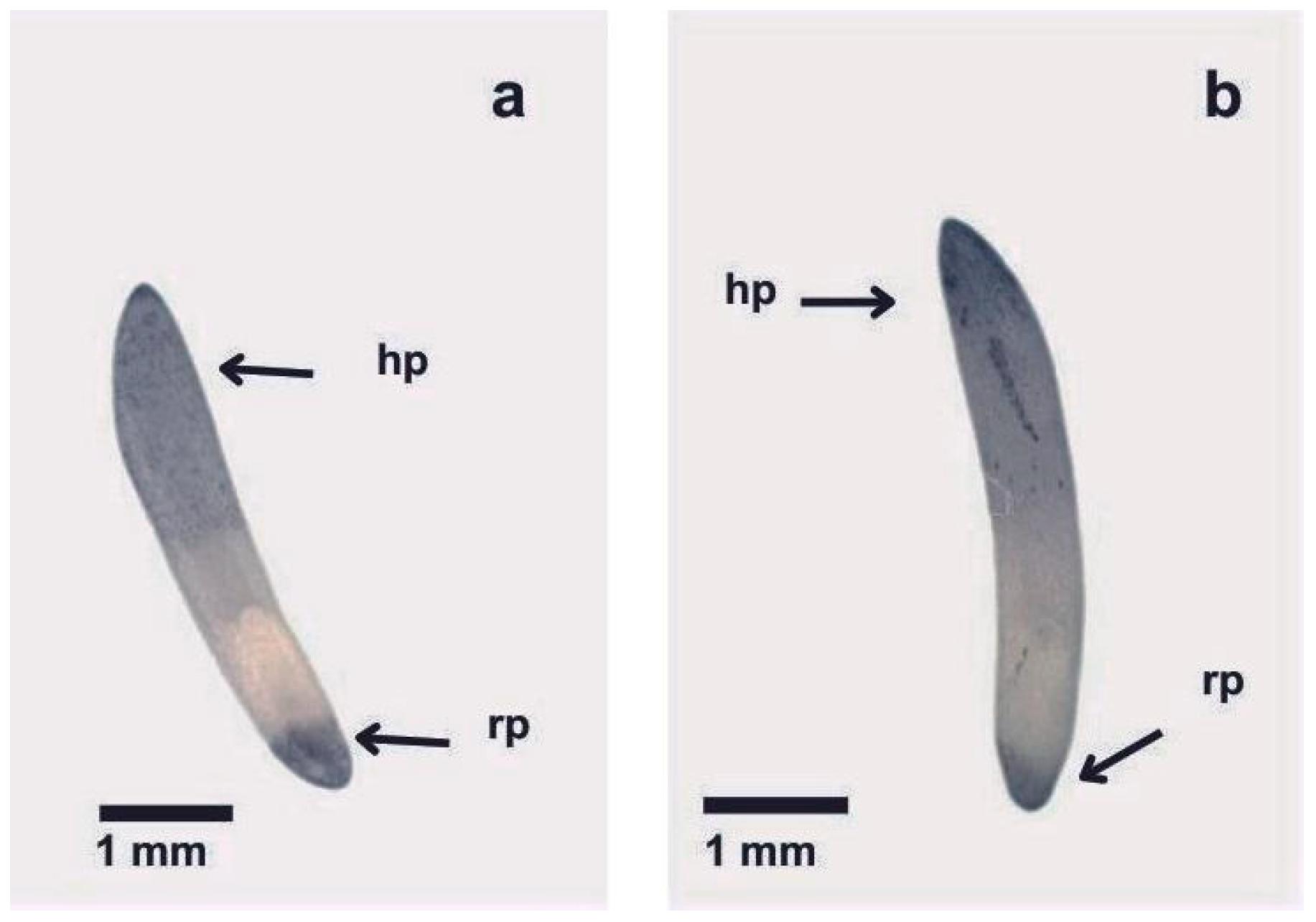 Horticulturae 11 01453 g007