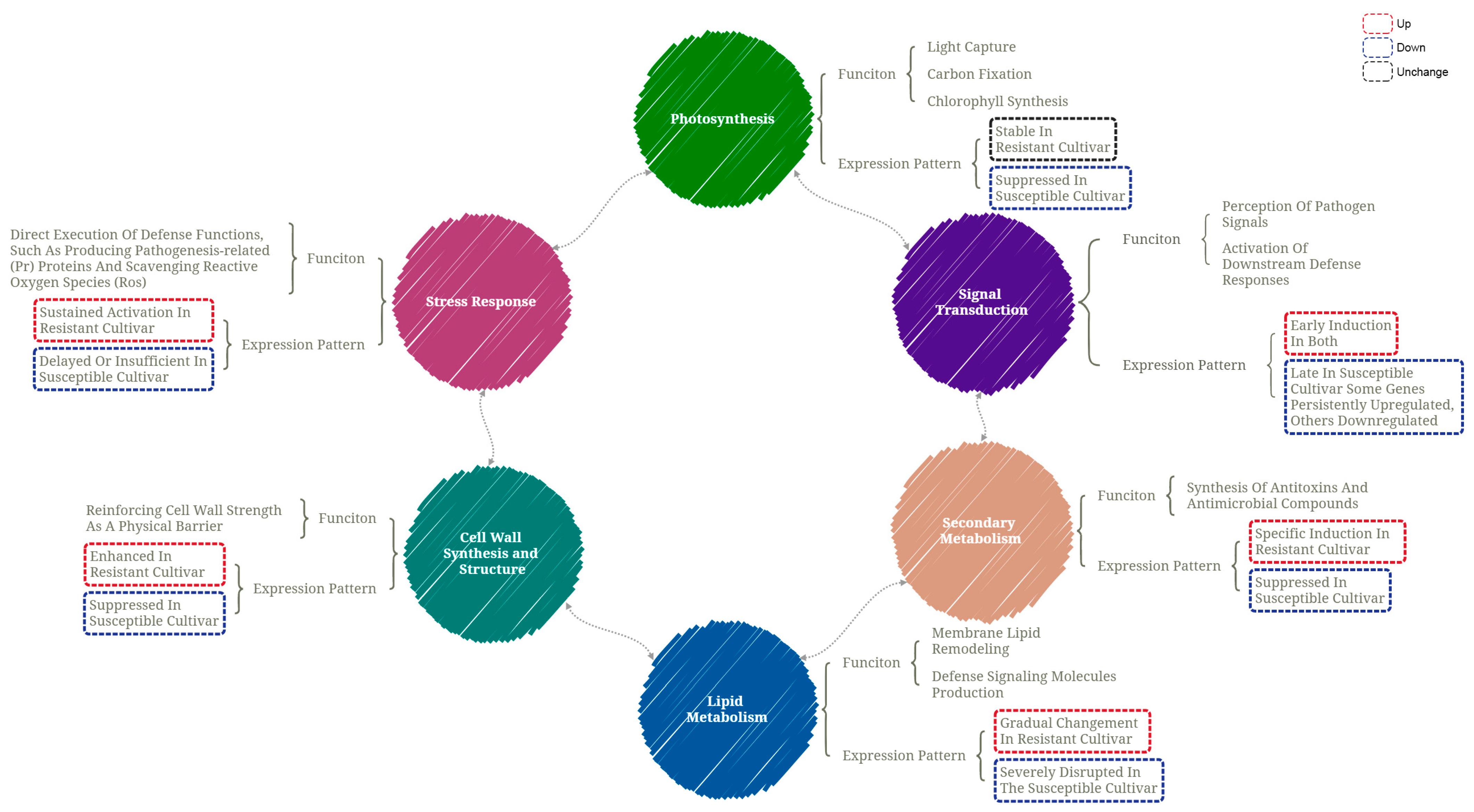 Horticulturae 11 01458 g009 Horticulturae 11 01458 g009
