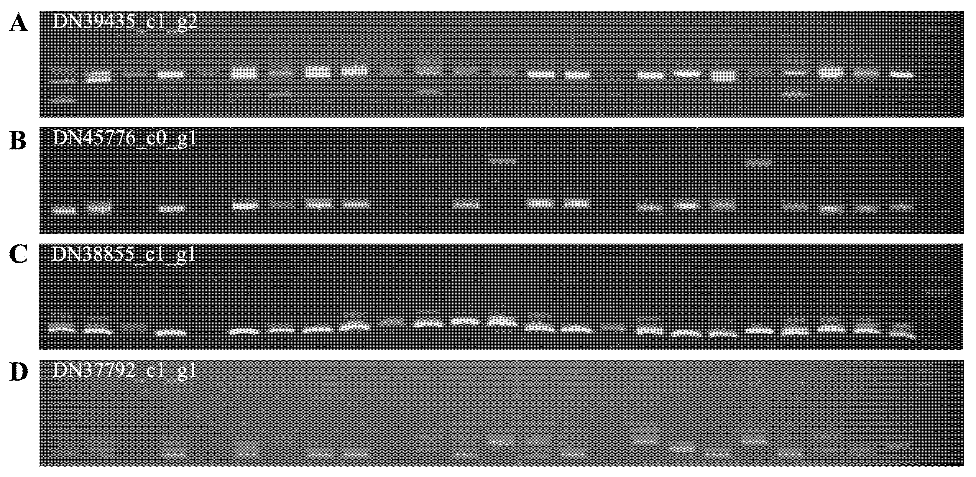Horticulturae 11 01459 g003