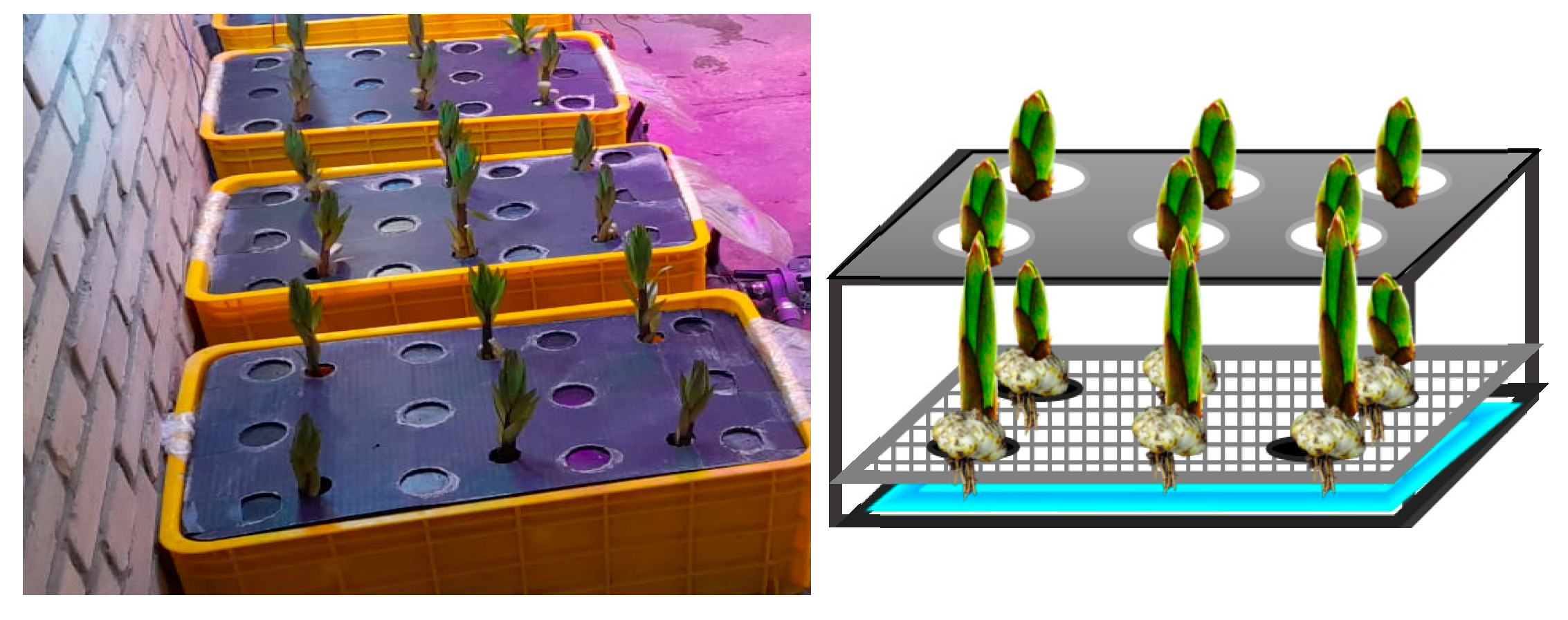 Horticulturae 11 01460 g001