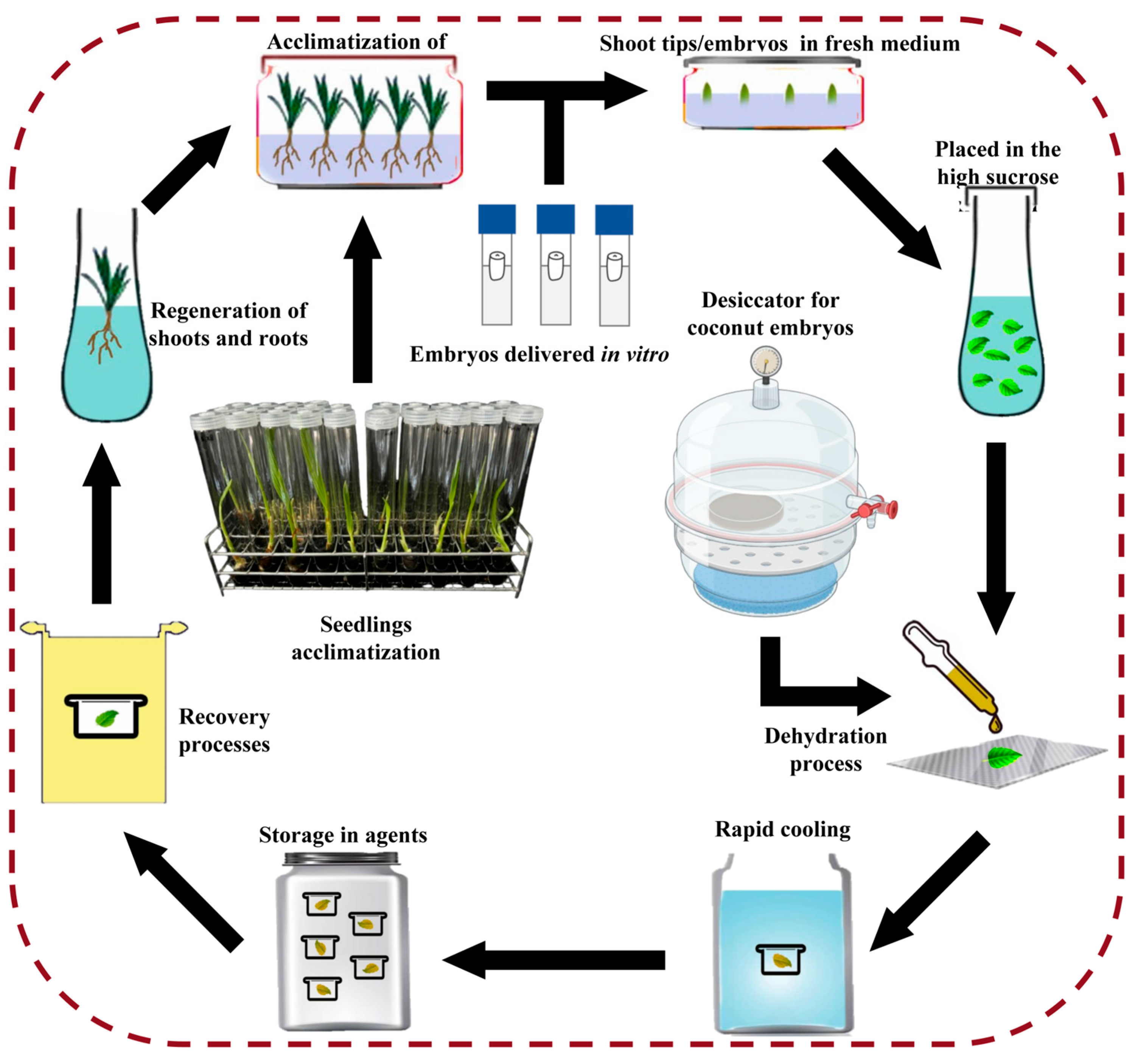 Horticulturae 11 01461 g003