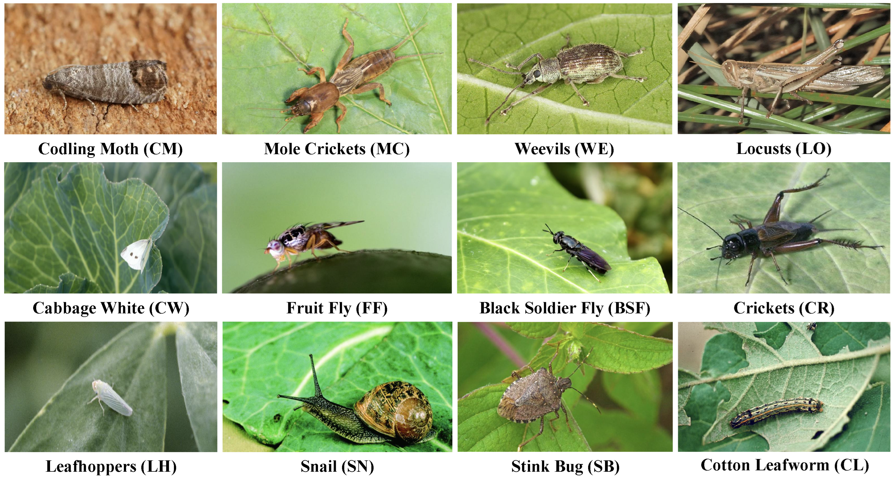 Horticulturae 11 01462 g003