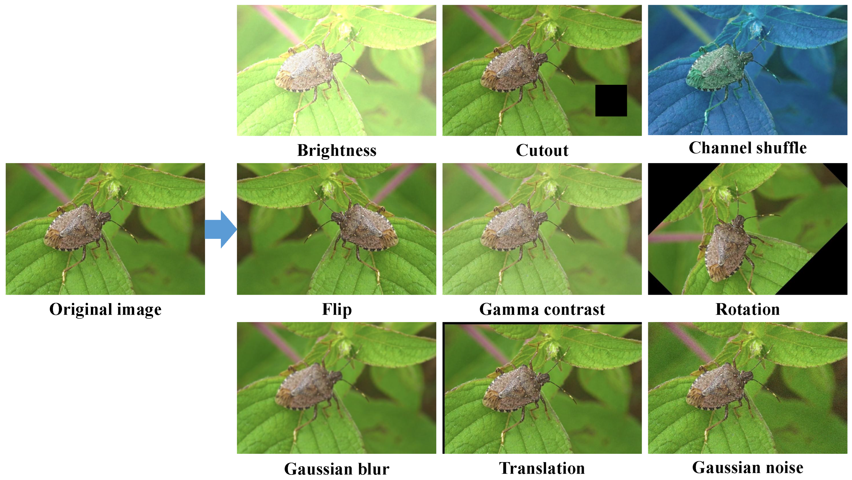 Horticulturae 11 01462 g004
