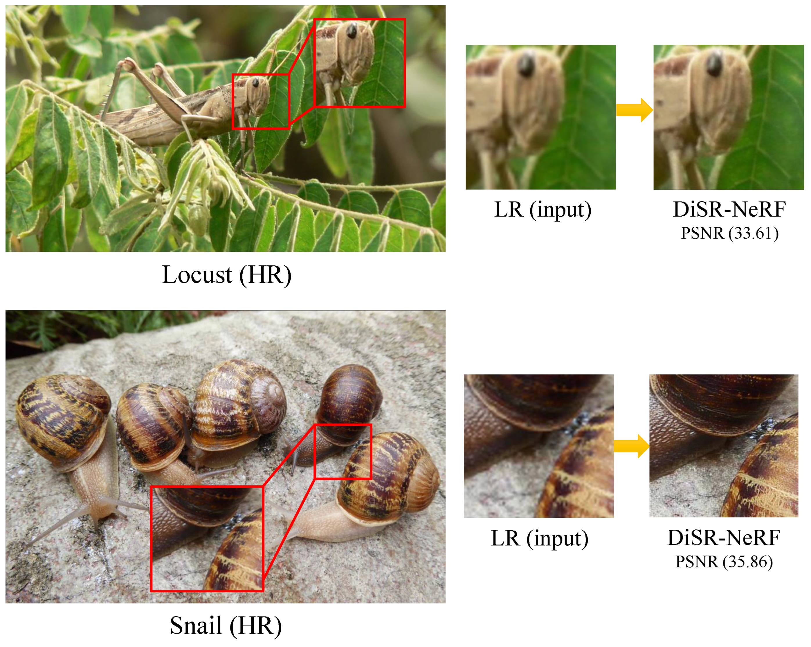 Horticulturae 11 01462 g005