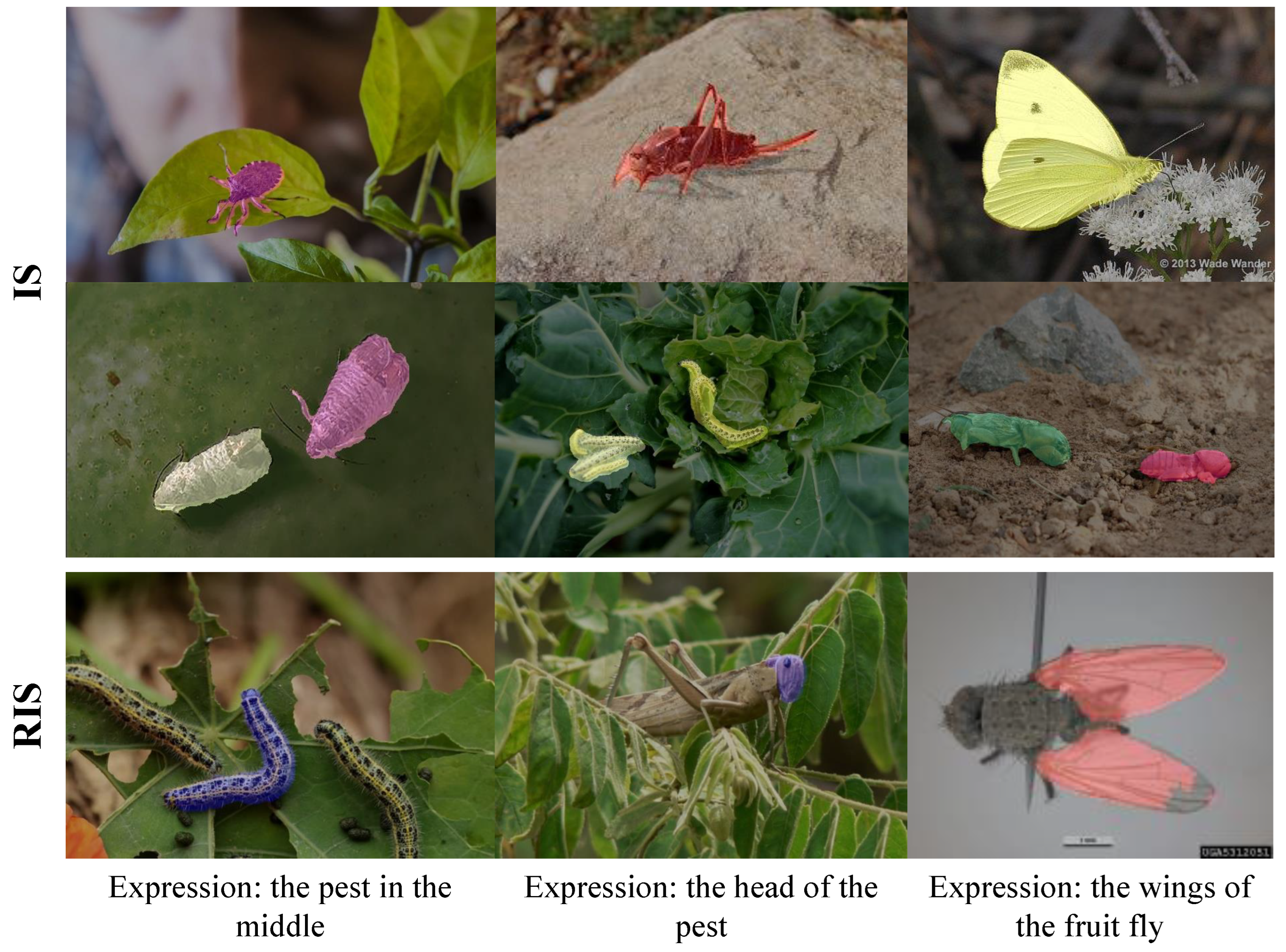 Horticulturae 11 01462 g006